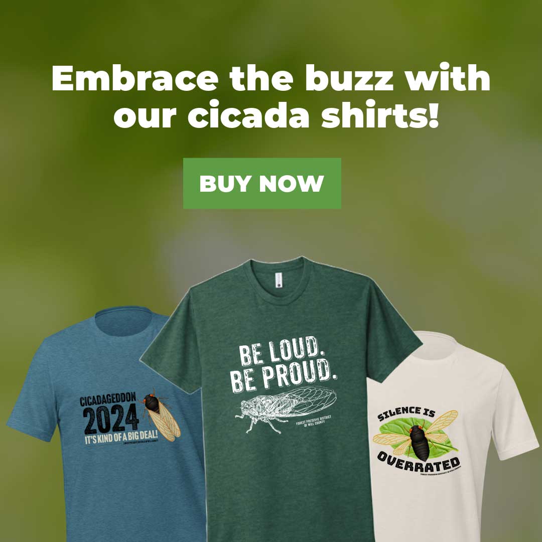 image showing be loud be proud cicada shirt