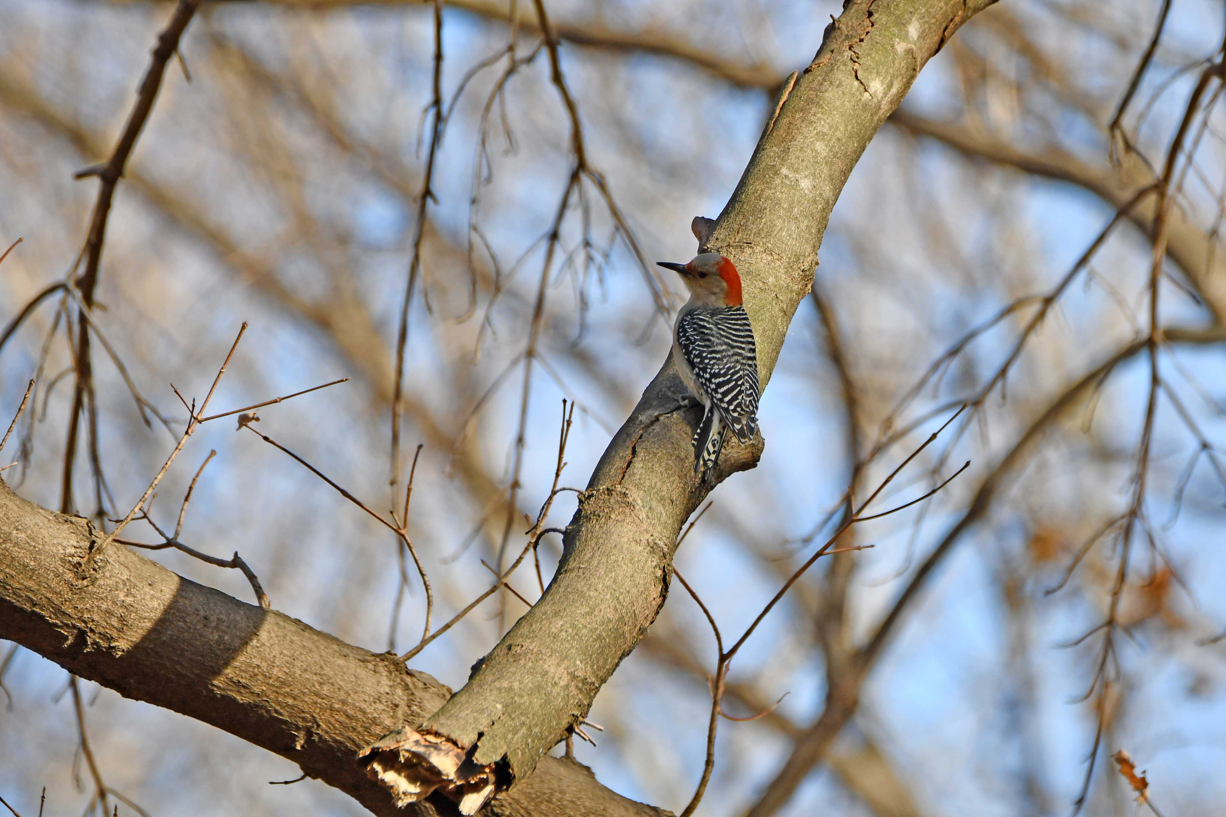 A red-bellied woodpecker, with its red head and black and white feathers, sits on a tree.