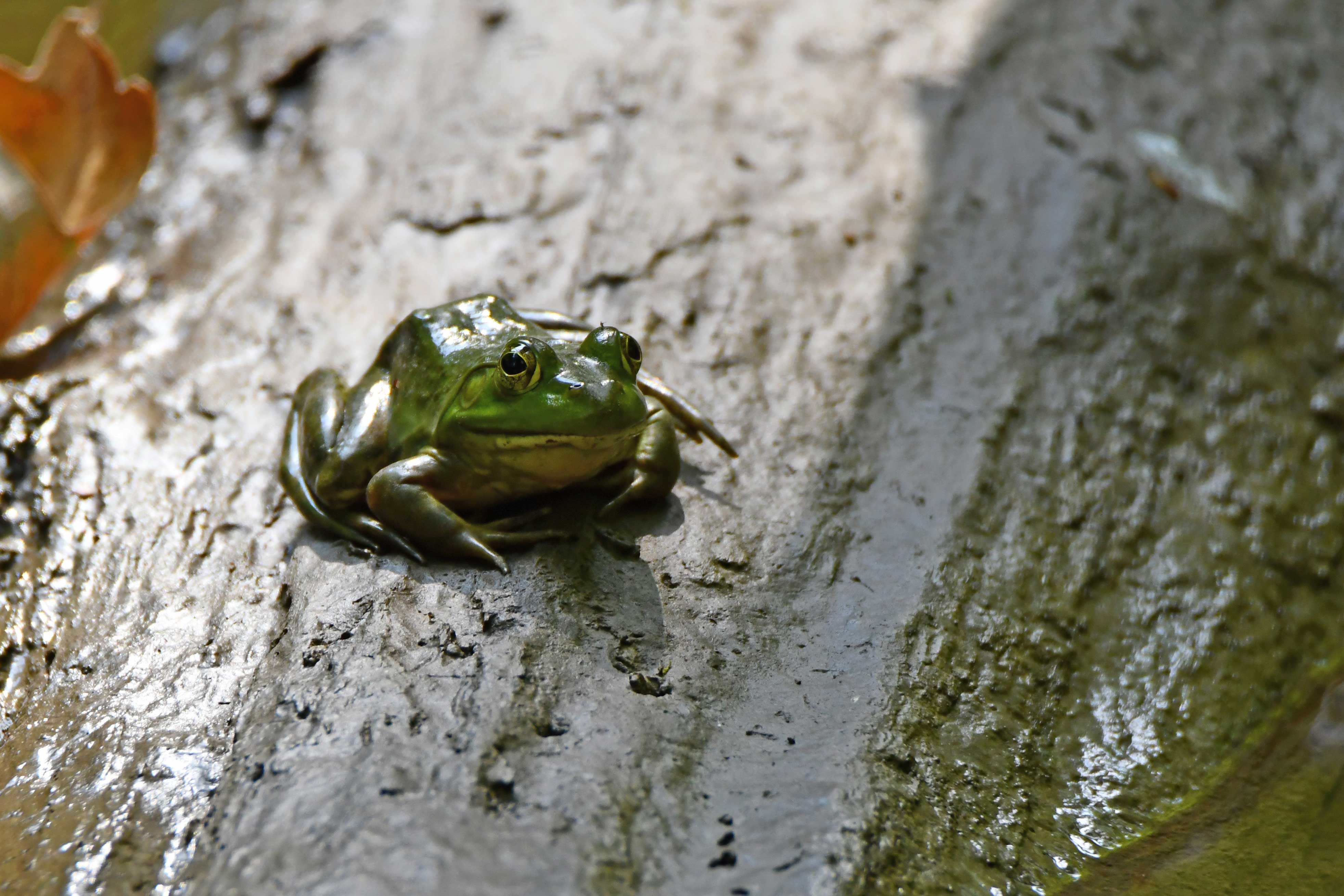 A bullfrog sits on a log.