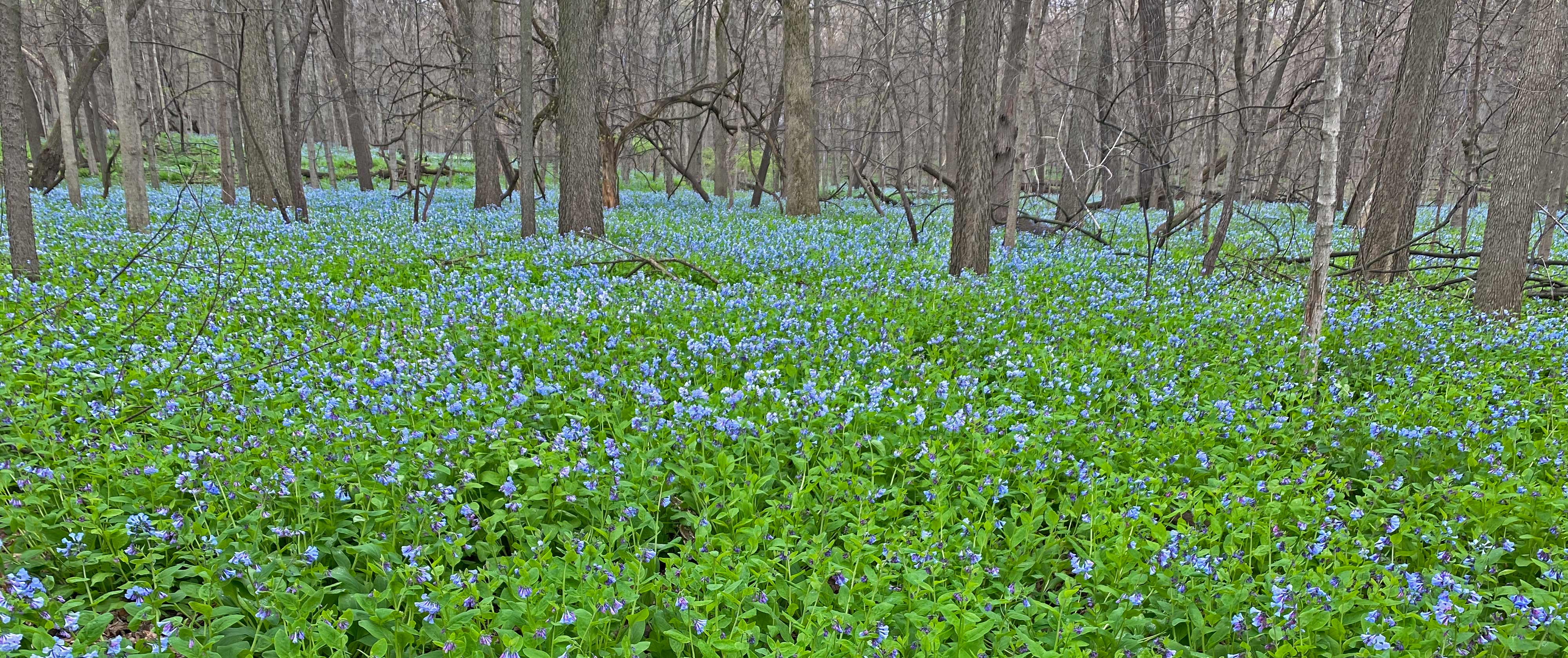 The forest floor is a blanket of bluebells. 