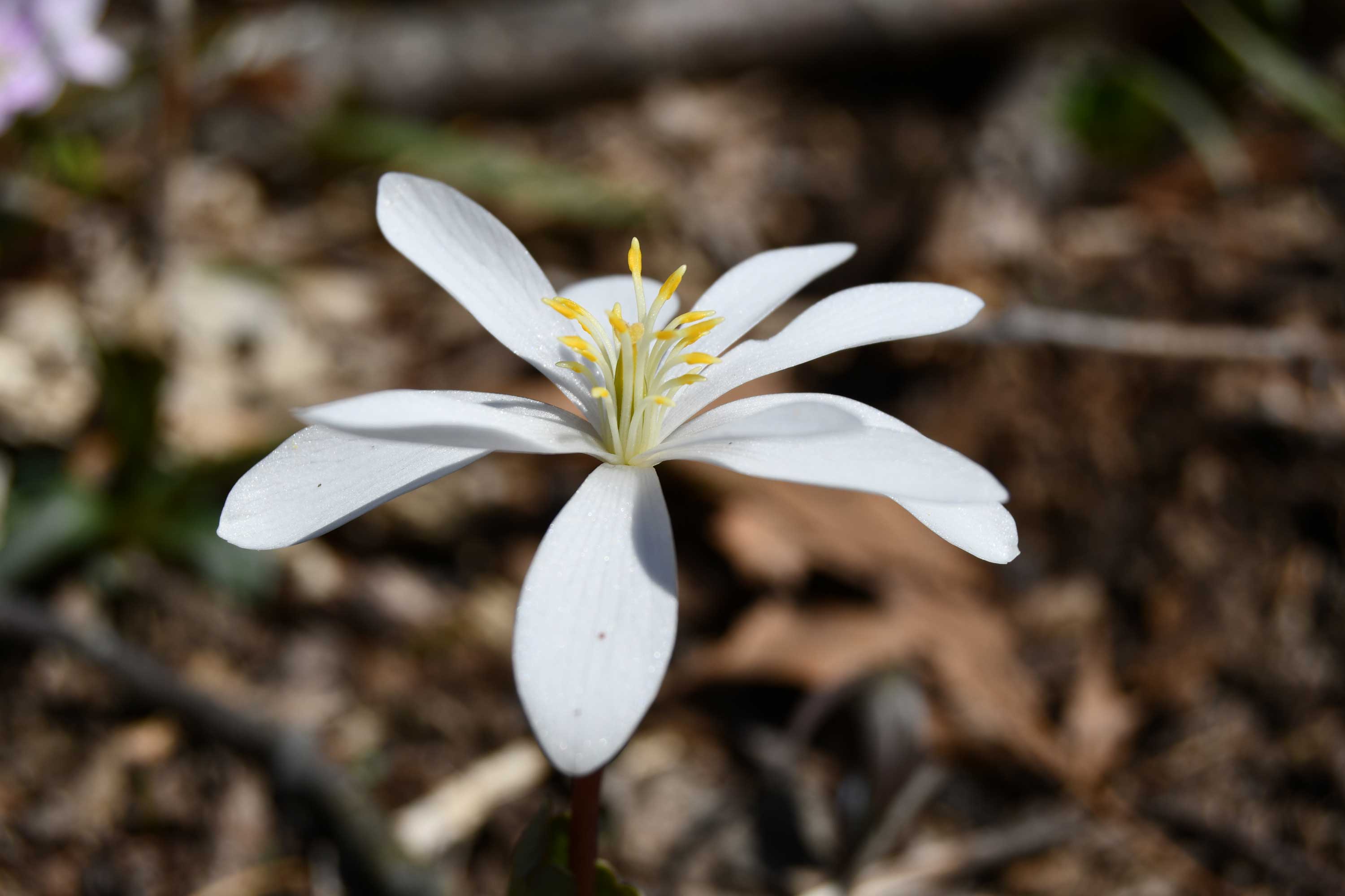 The white petals of bloodroot