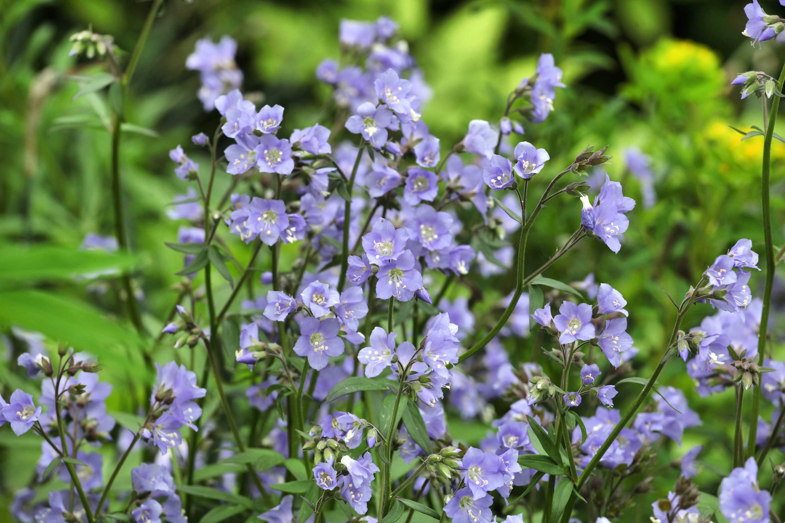 A large cluster of blueish Jacob's ladder flowers. 