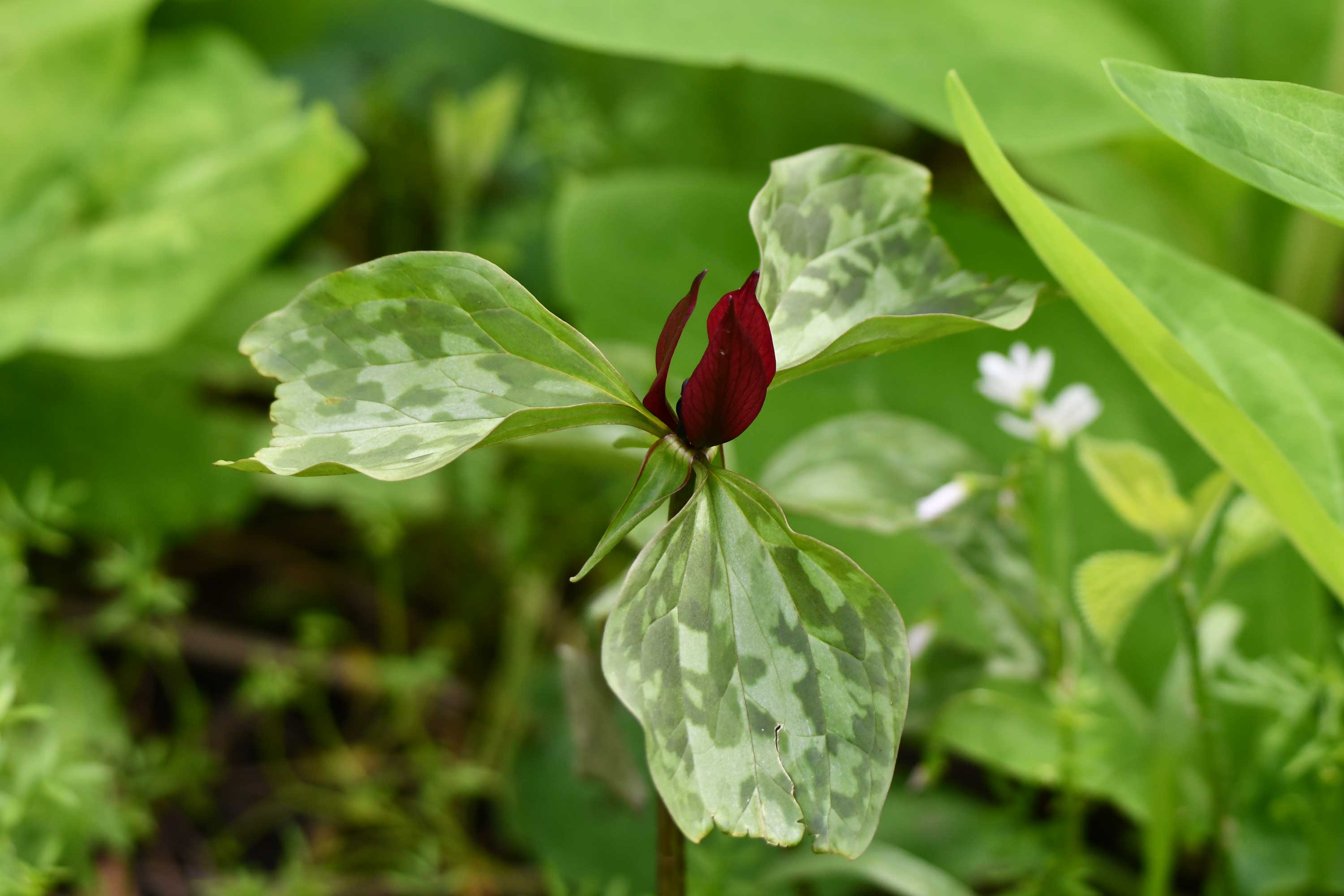 The green leaves and maroon bloom of prairie trillium.