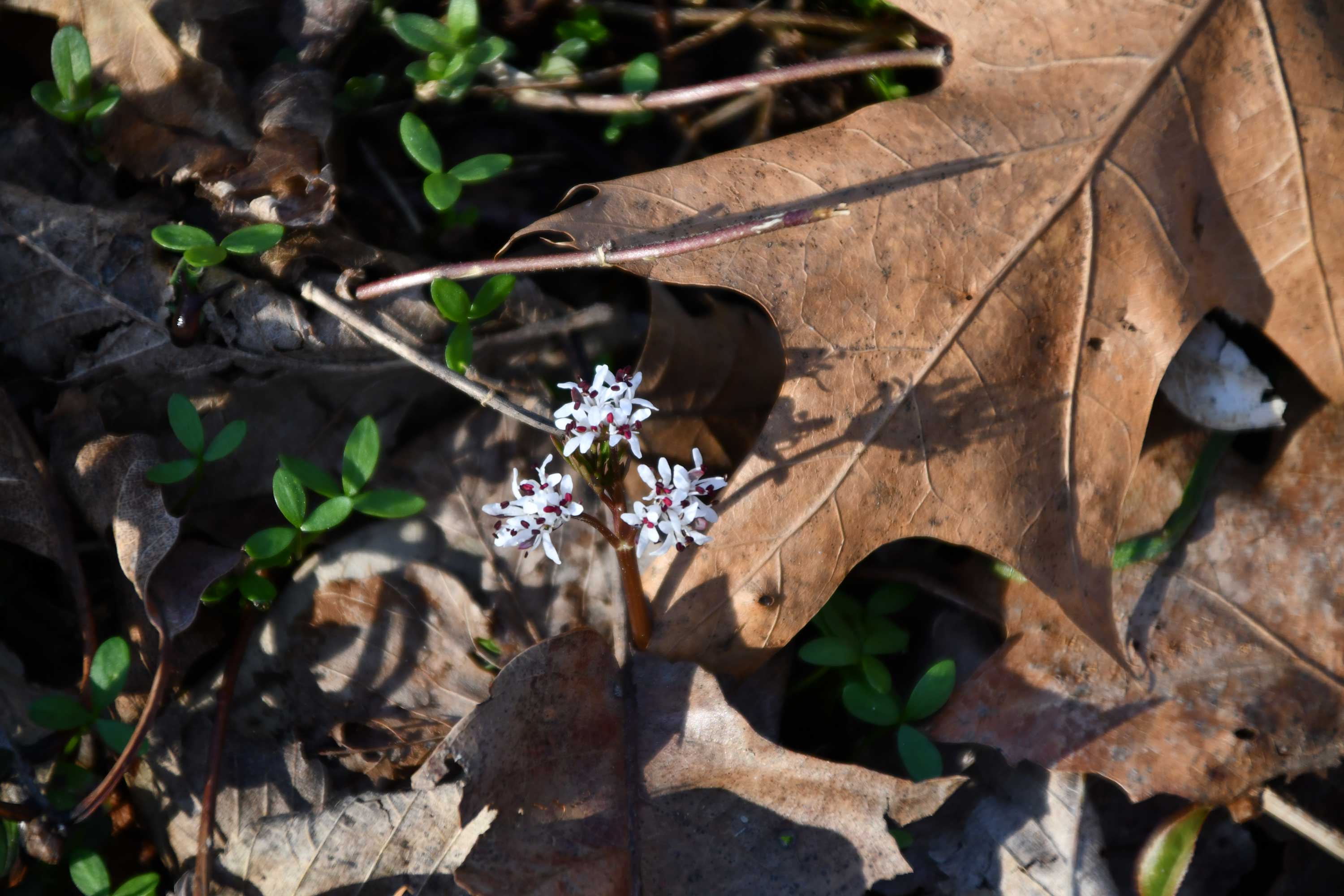 The tiny petals of harbinger of spring.