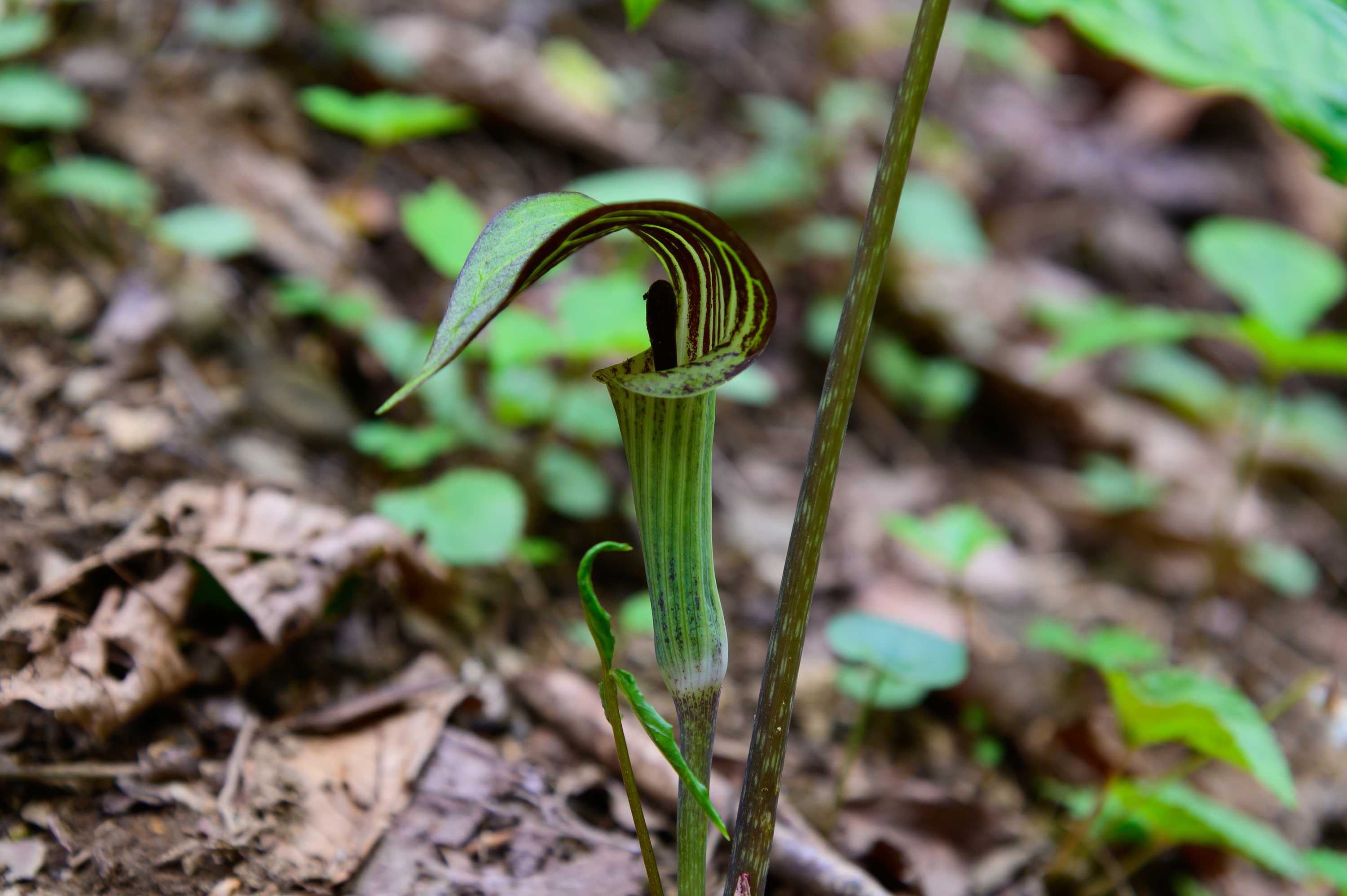 The green and purplish colored leaf of jack-in-the-pulpit.
