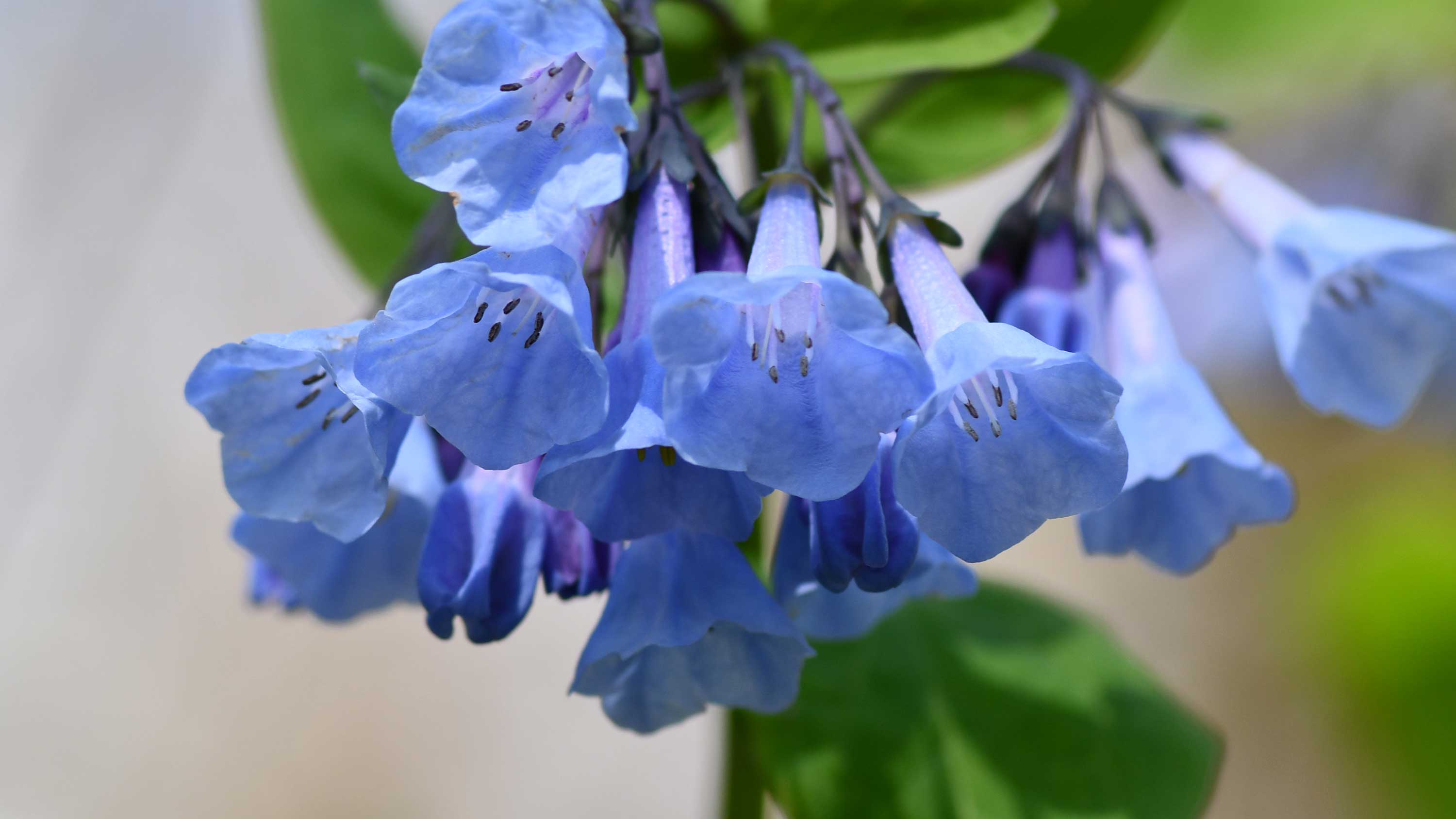 The blue blooms of Virginia bluebells hang off the stem.