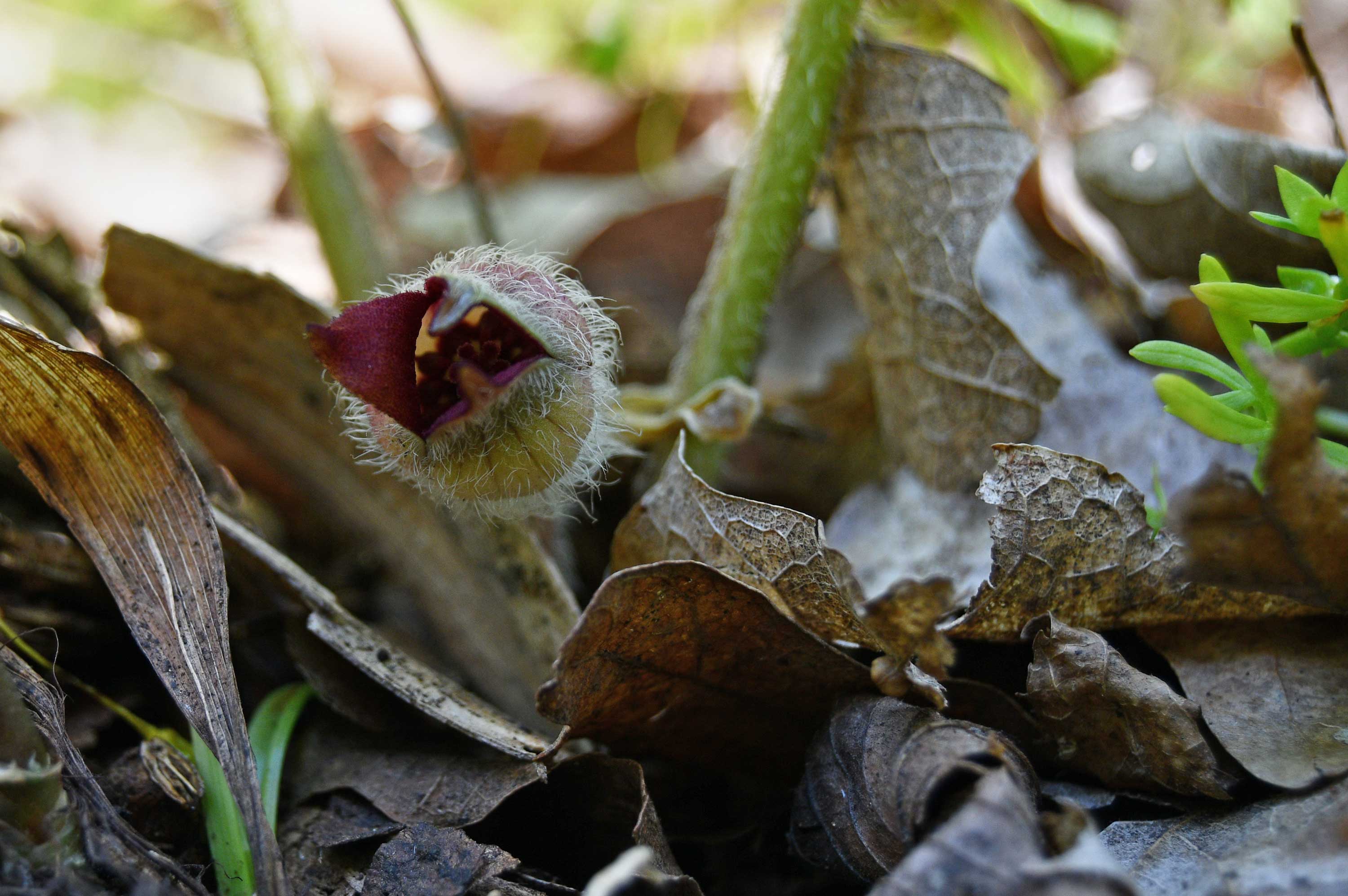Wild ginger on the forest floor.