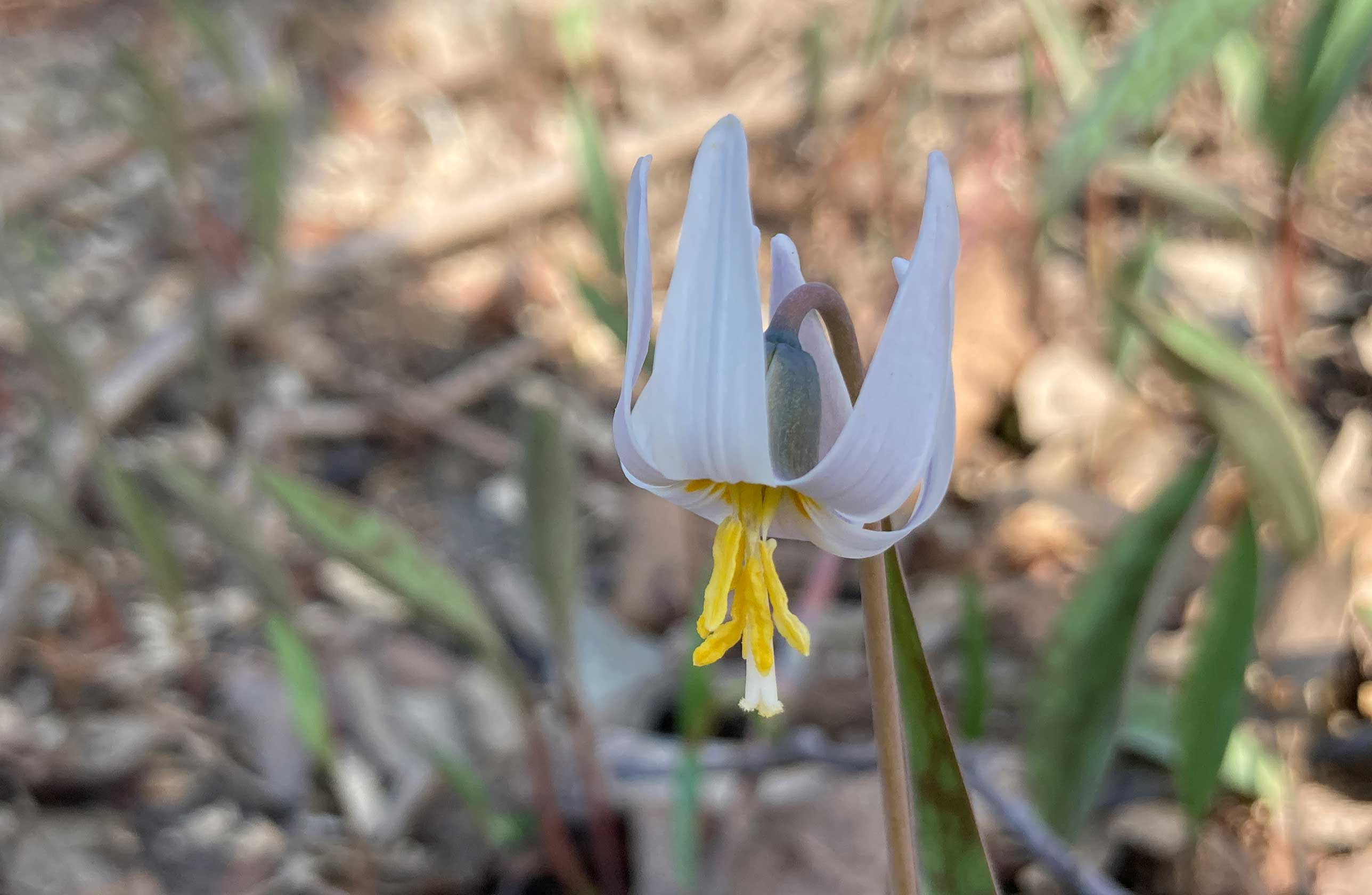 The white petals of trout lily.