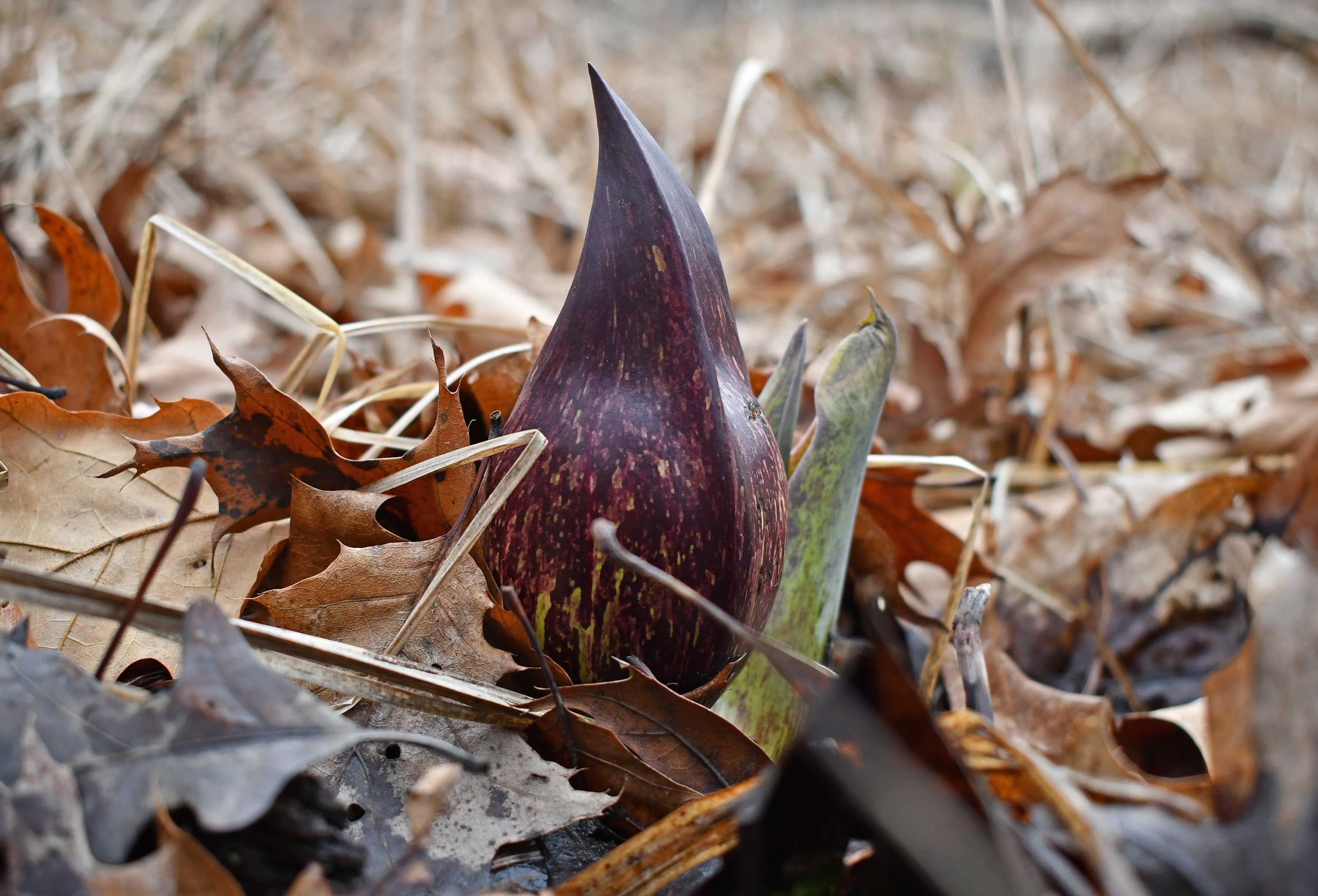The maroon colored leaves of skunk cabbage on the forest floor.