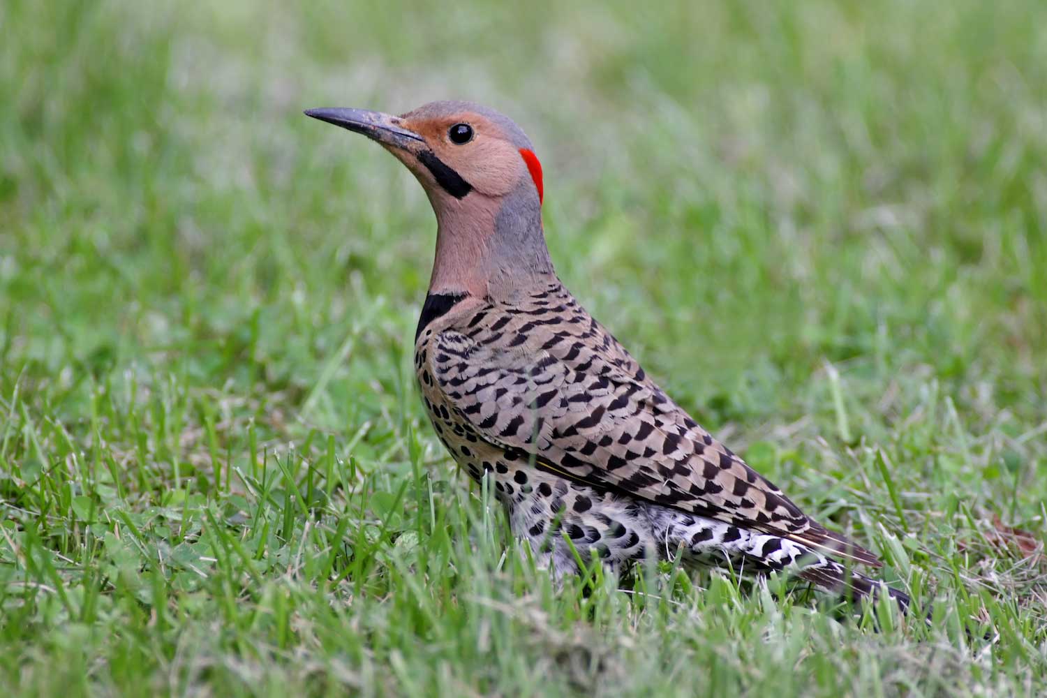 A northern flicker standing in the grass.
