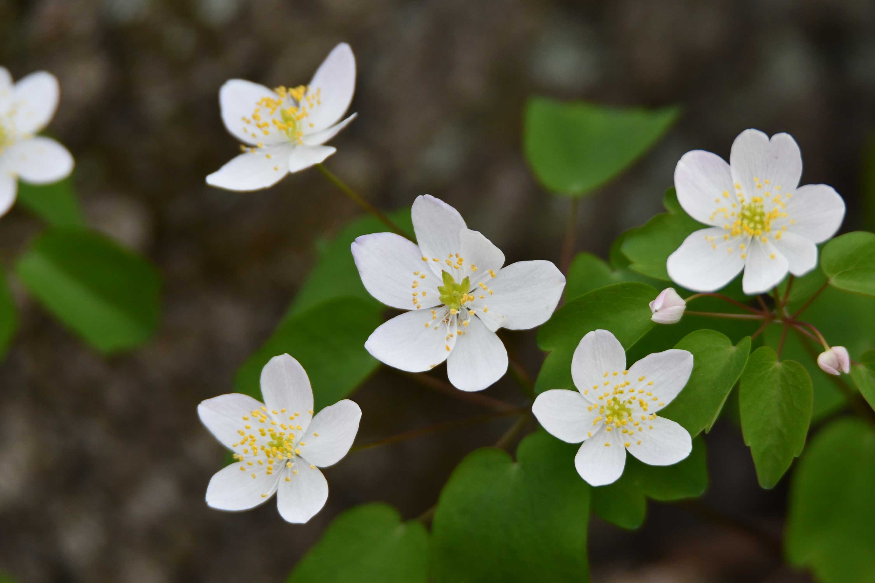 The white blooms of rue anemone.