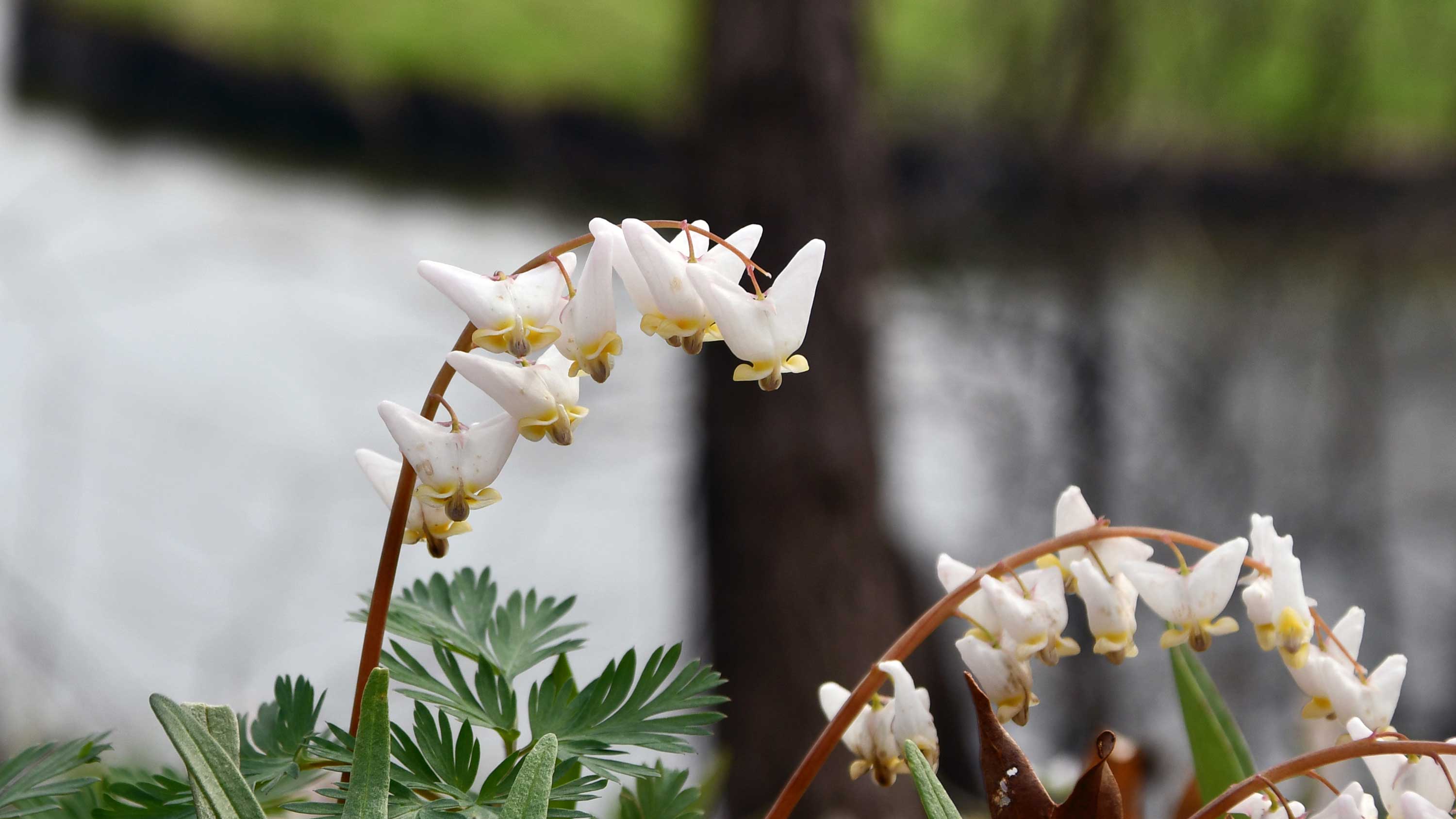 The white blooms of dutchman's breeches.