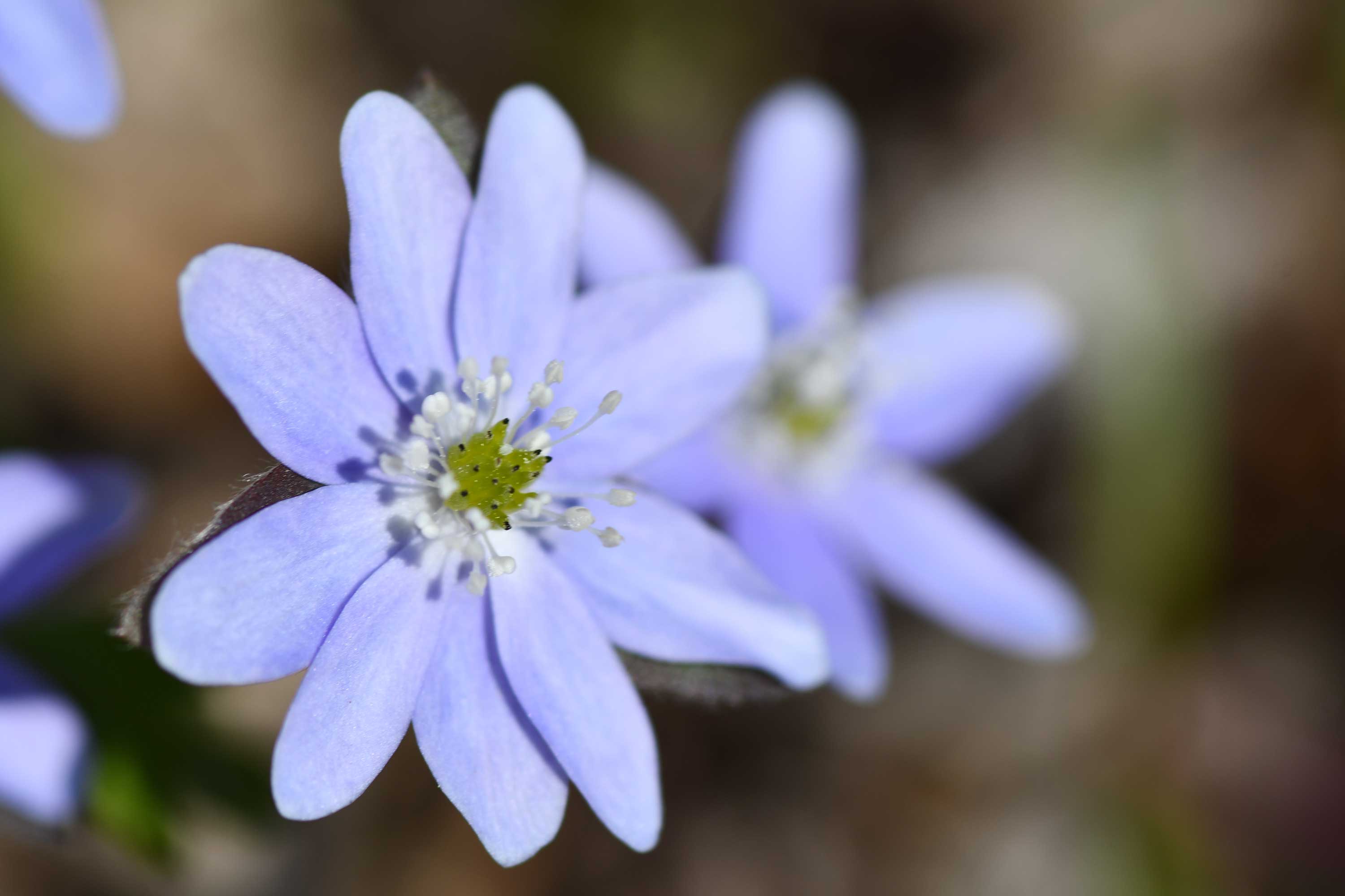 The purple petals of hepatica are seen up close.