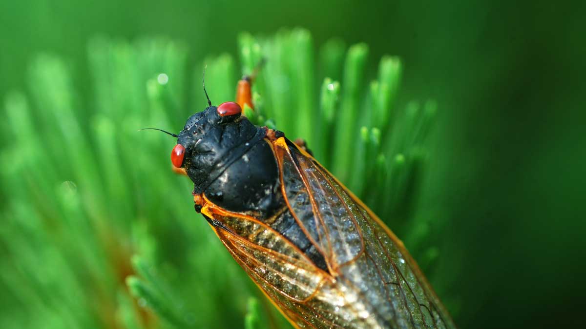 A periodical cicada clings to green vegetation.