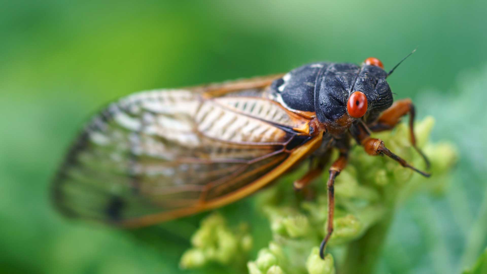 A close-up of a cicada on vegetation.