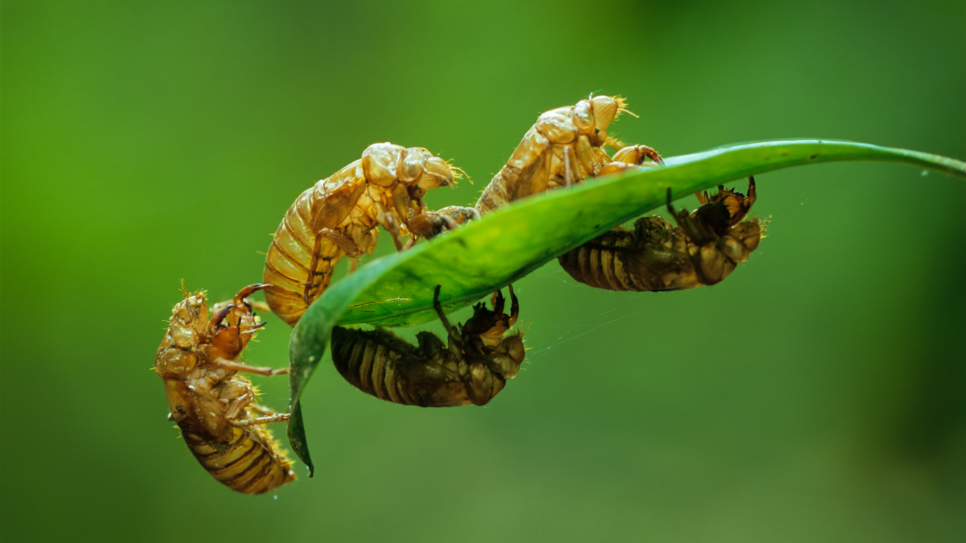 Six cicada shells clinging to a single piece of vegetation.