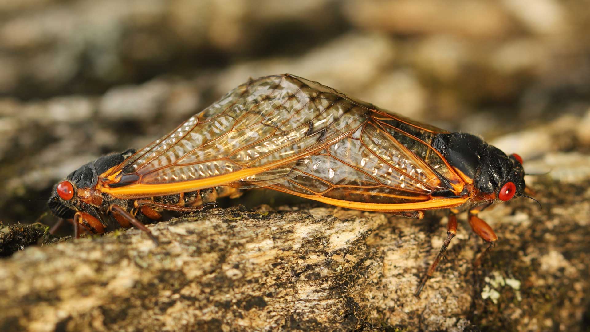 Two periodical cicadas mating.