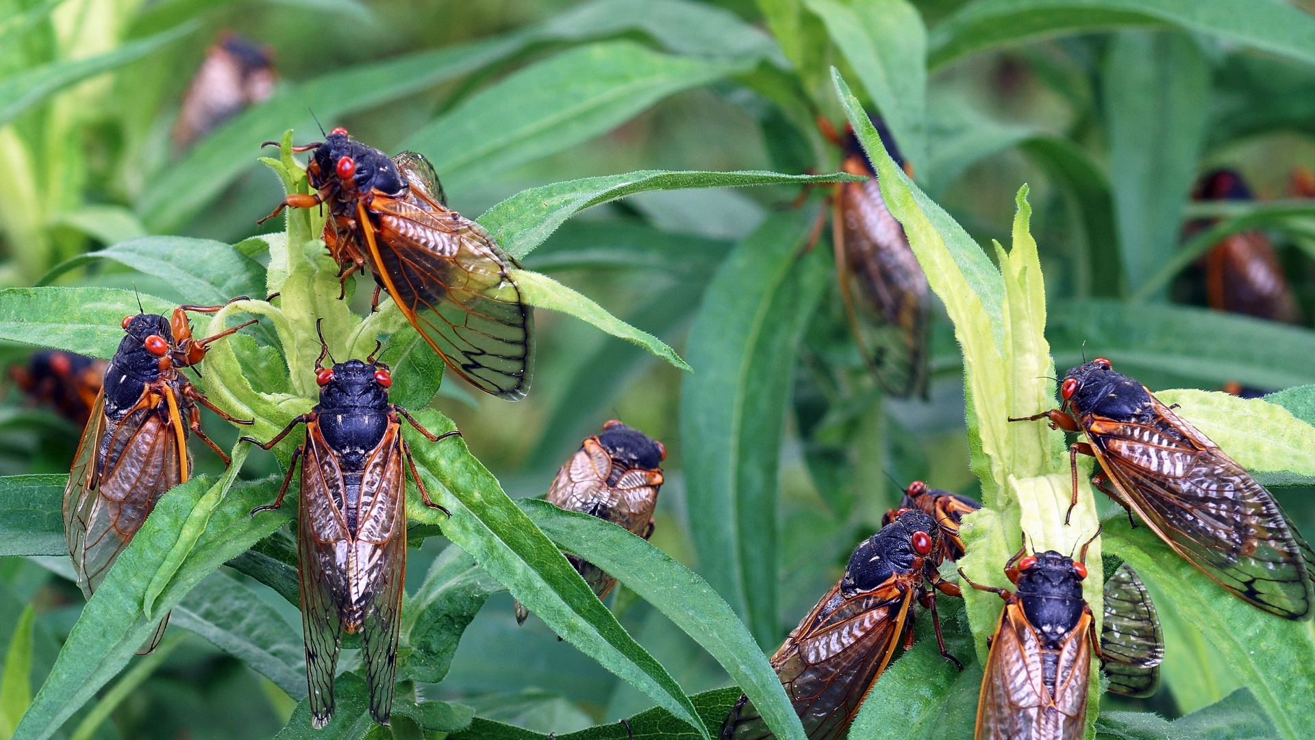 A bunch of cicadas clinging to vegetation.