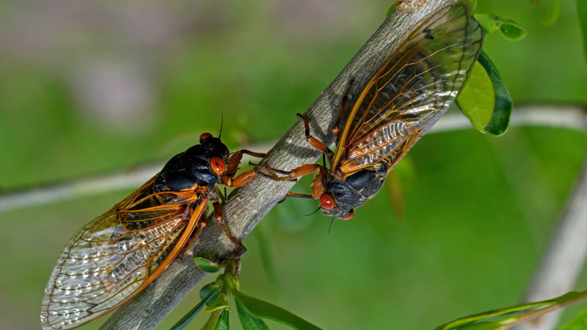Two periodical cicadas cling to a branch.