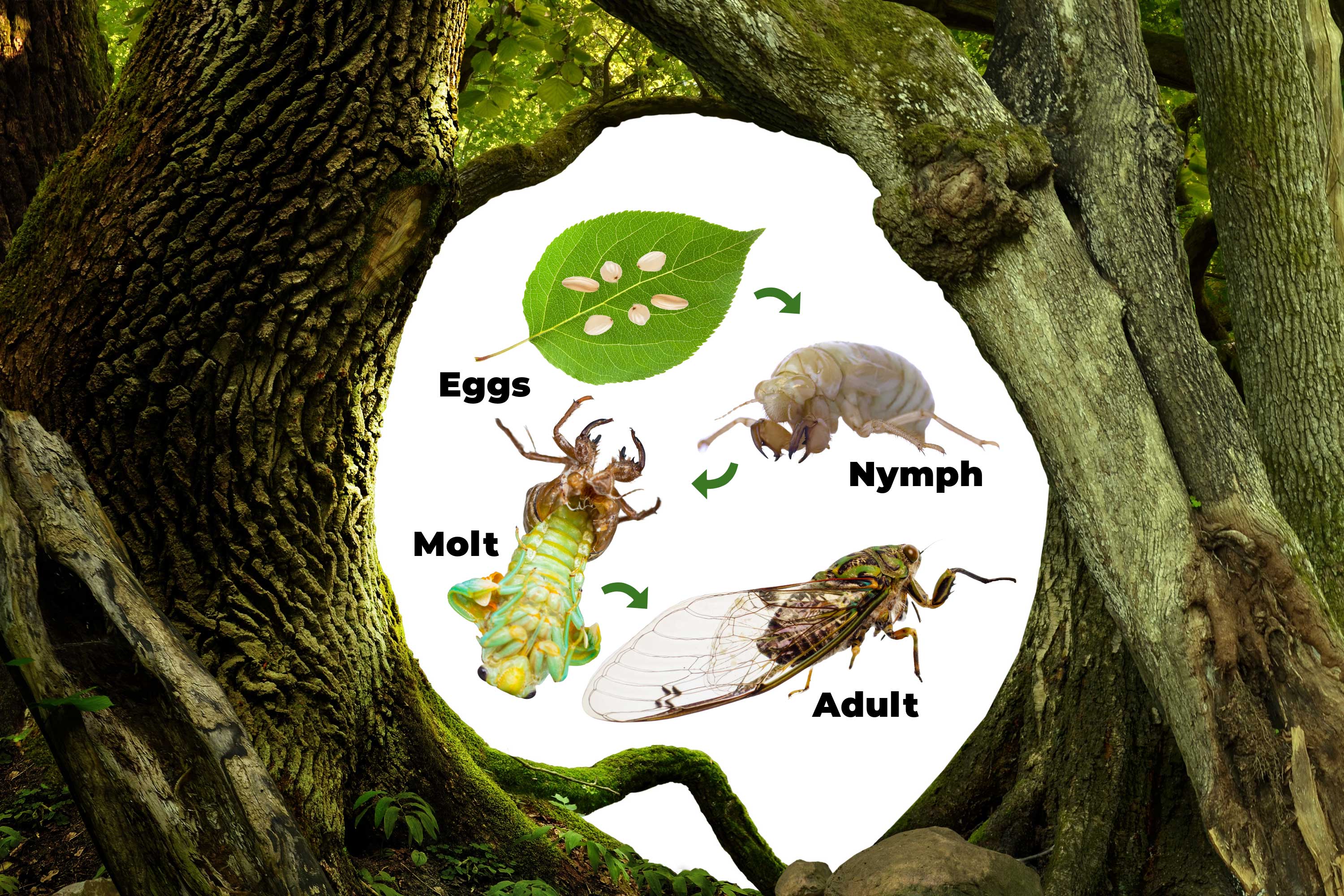 An illustration of a cicada life cycle. 