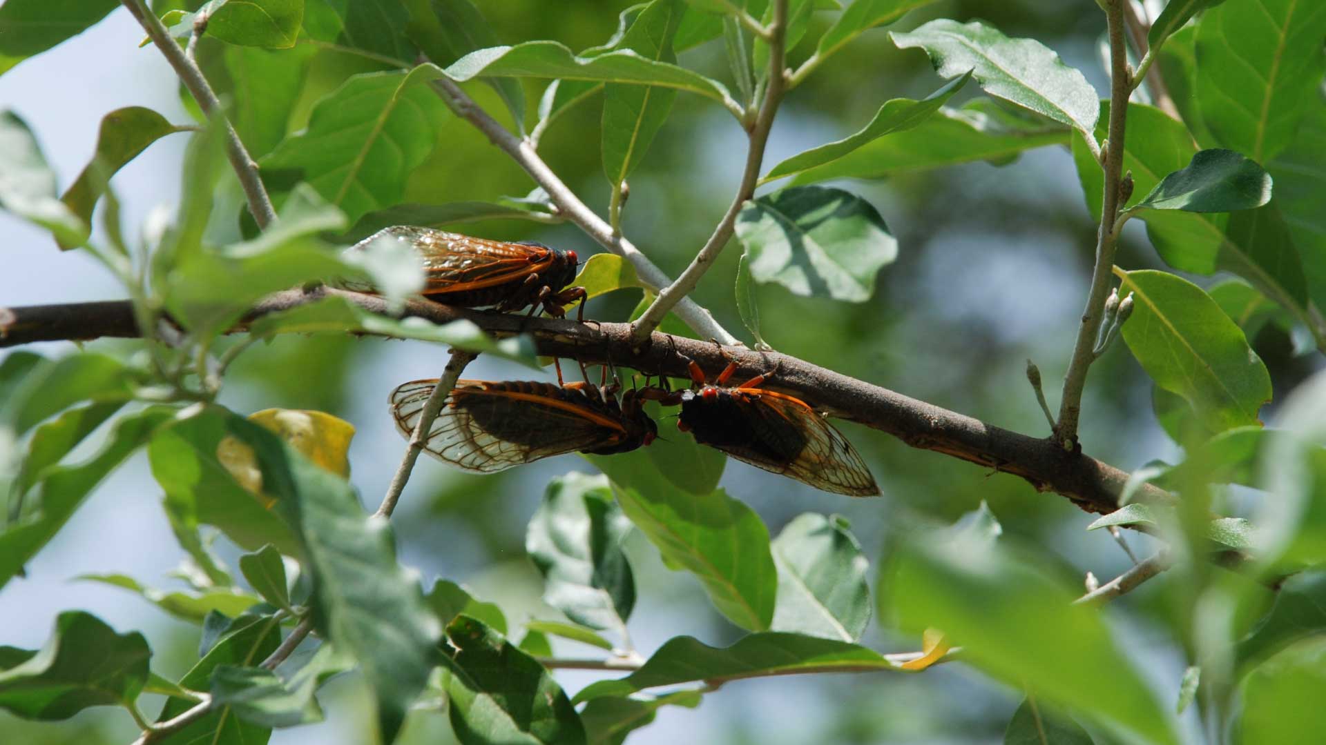 A bunch of periodical cicadas clinging to a branch.