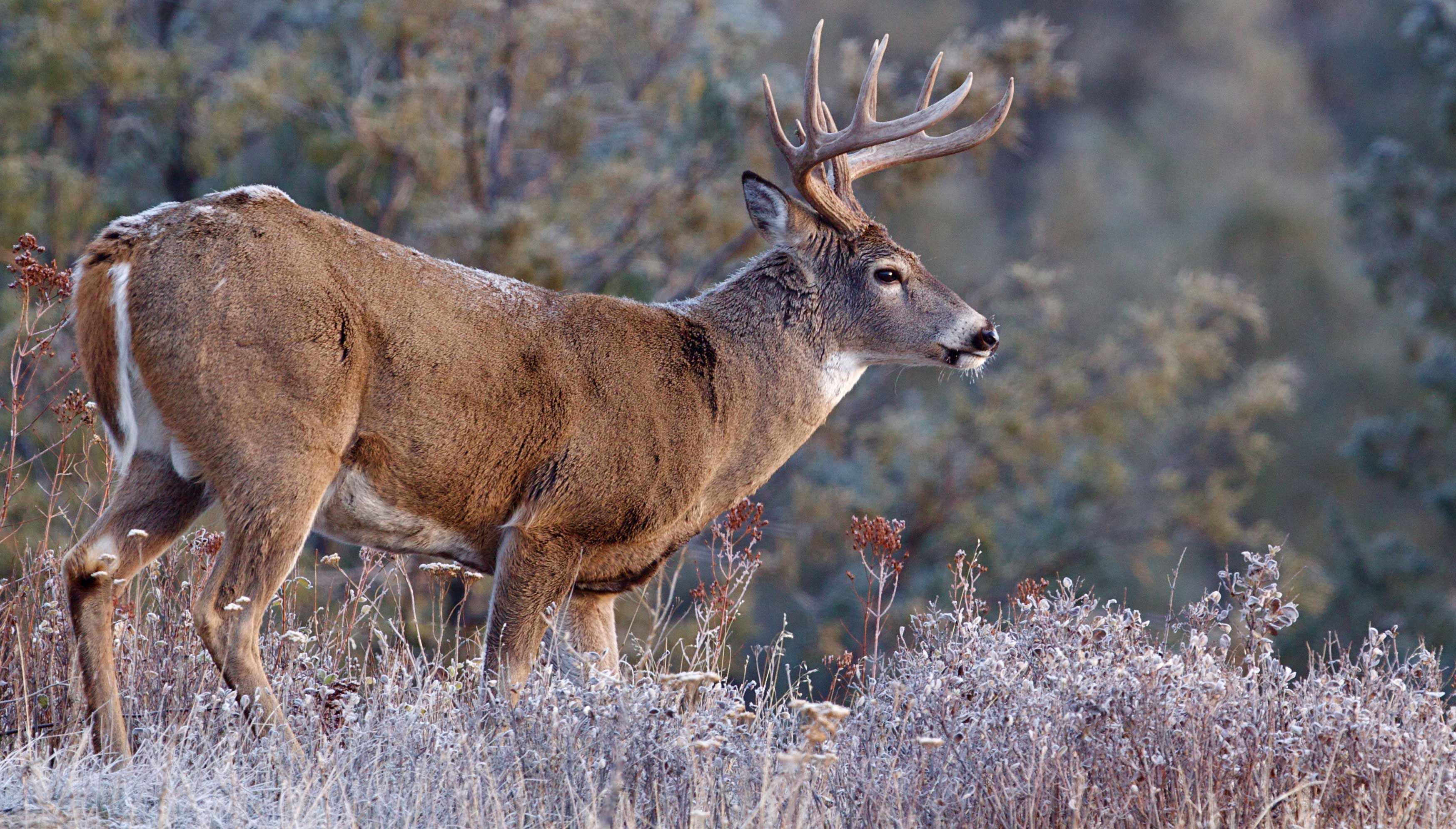 Adult size of white-tailed deer