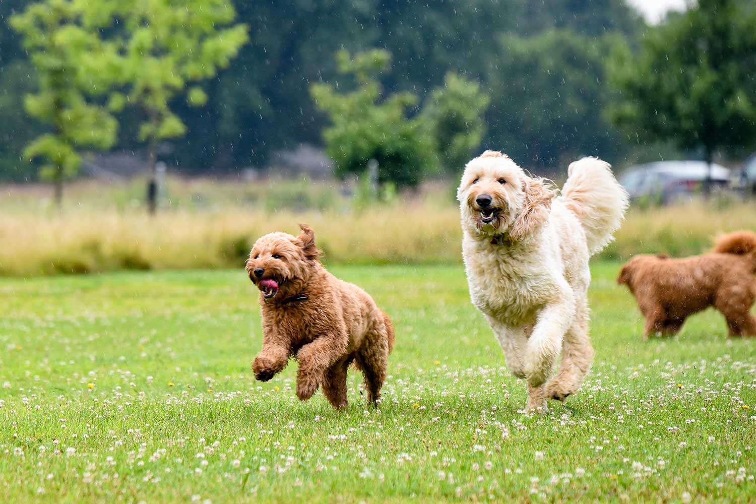 Two dogs running while it is raining at a dog park.