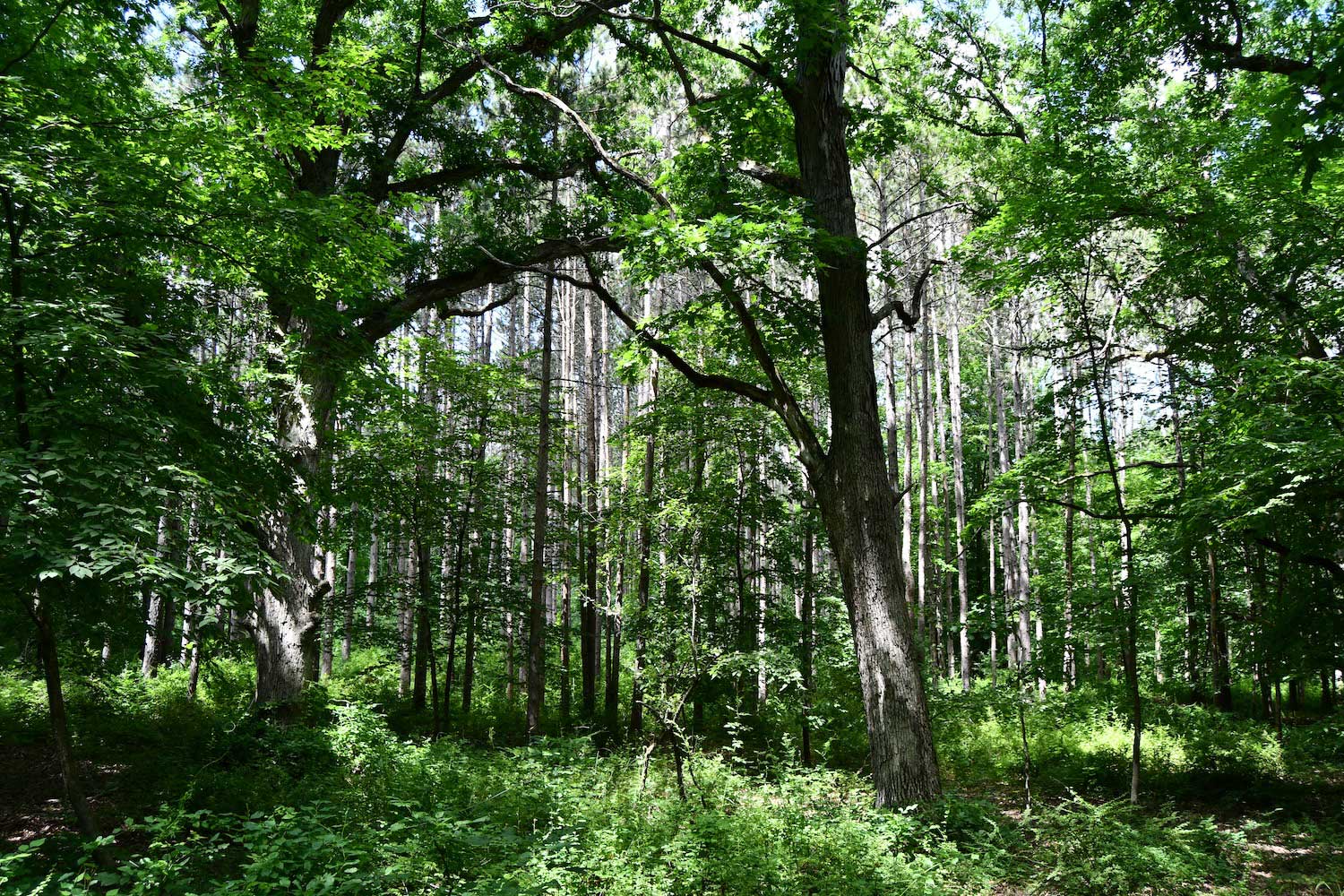 A forest landscape in summer.