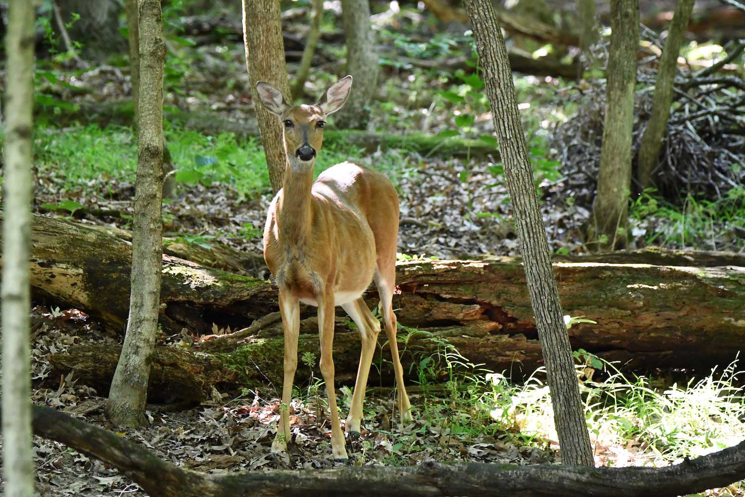A deer standing in front of a log amidst standing trees.