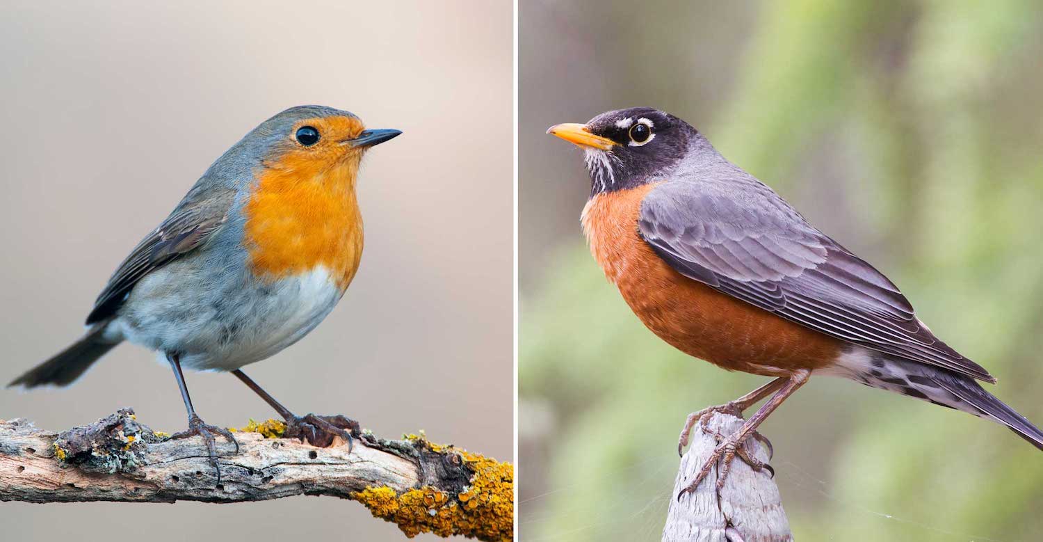 A side-by-side comparison of a European robin and an American robin both perched on tree branches.
