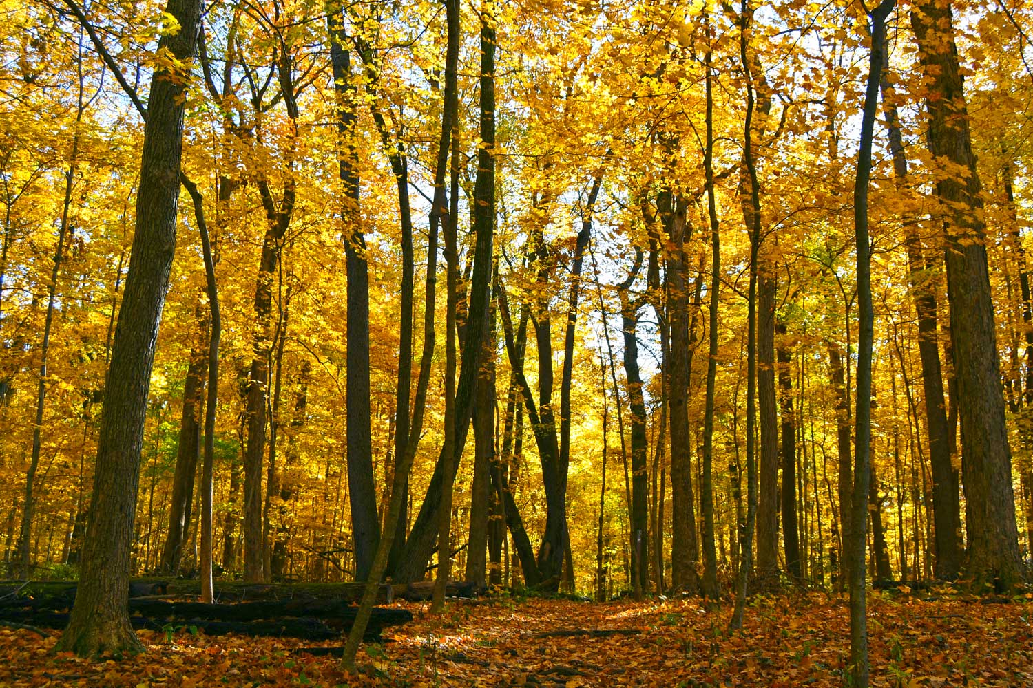 Trees near path covered with fall colored leaves.