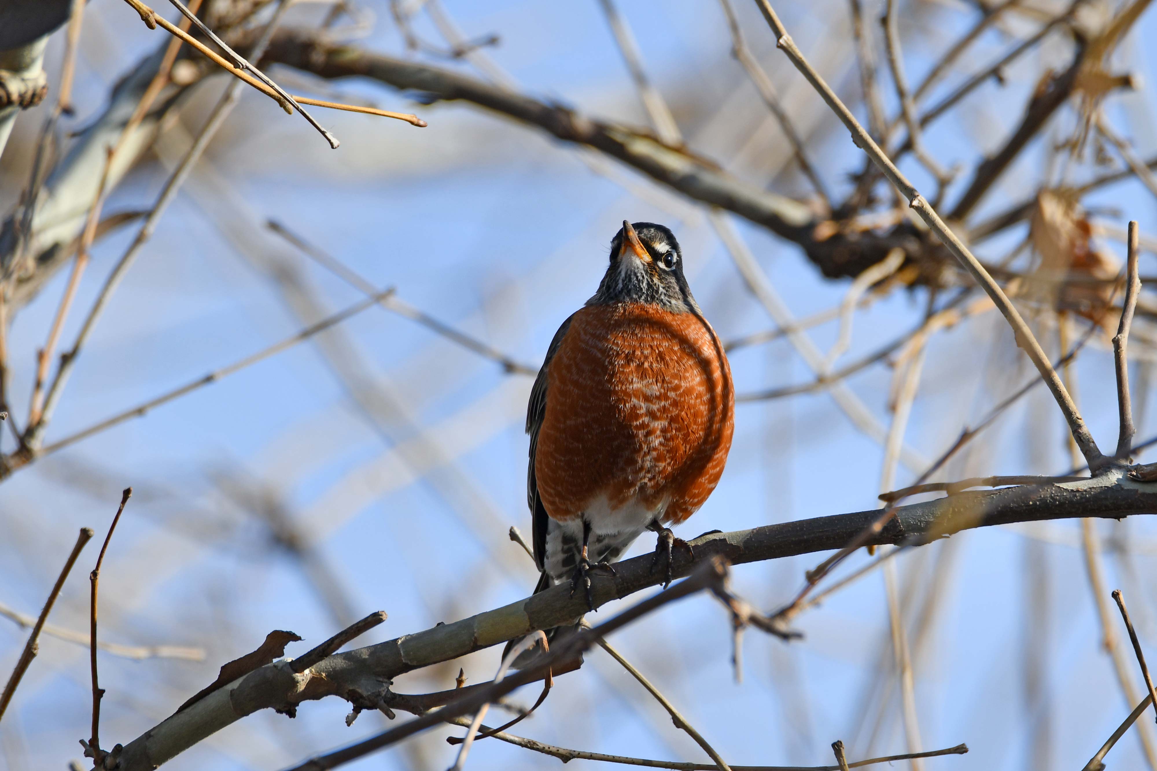 An american robin perched on a branch