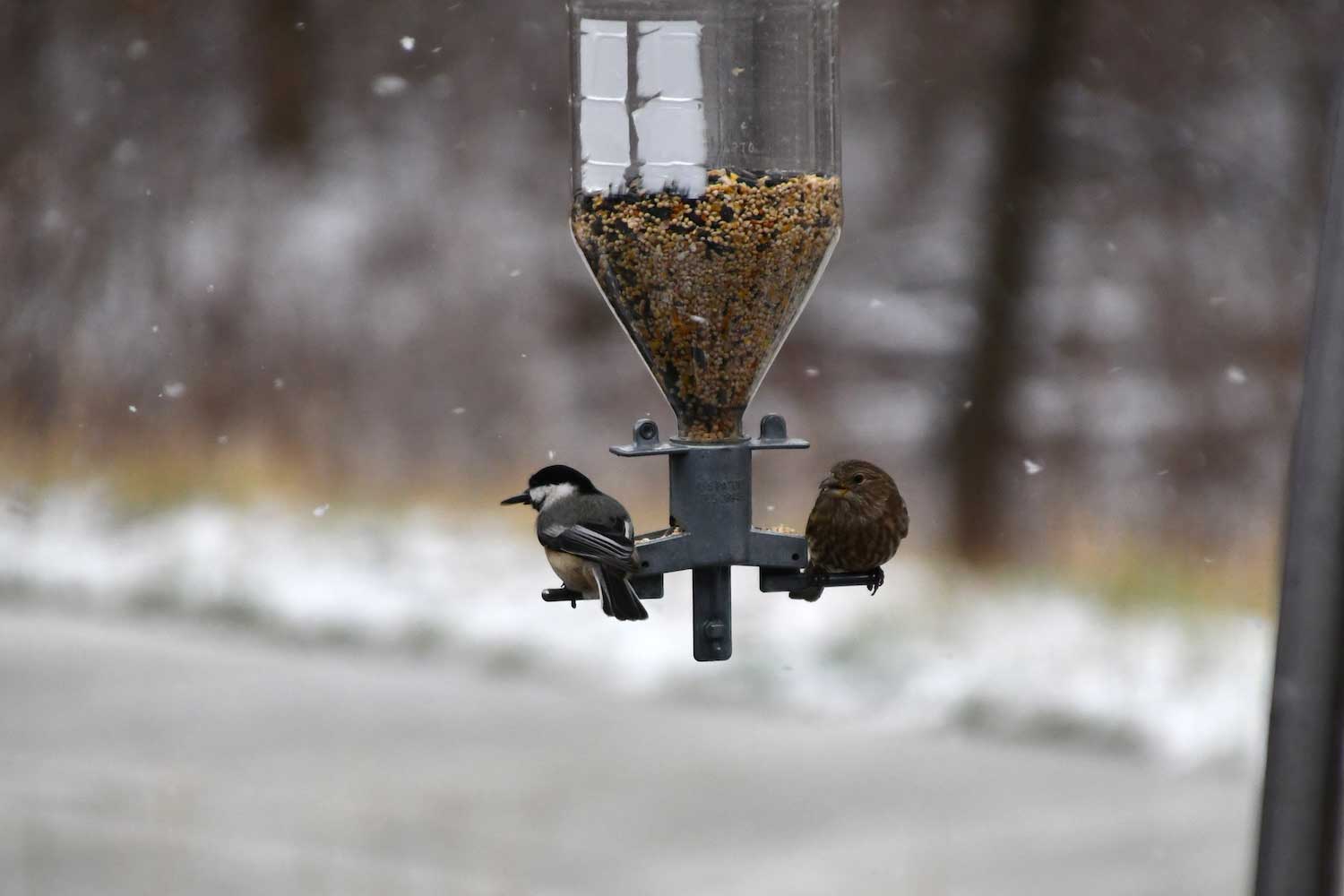 Two birds perched on a bird feeder.