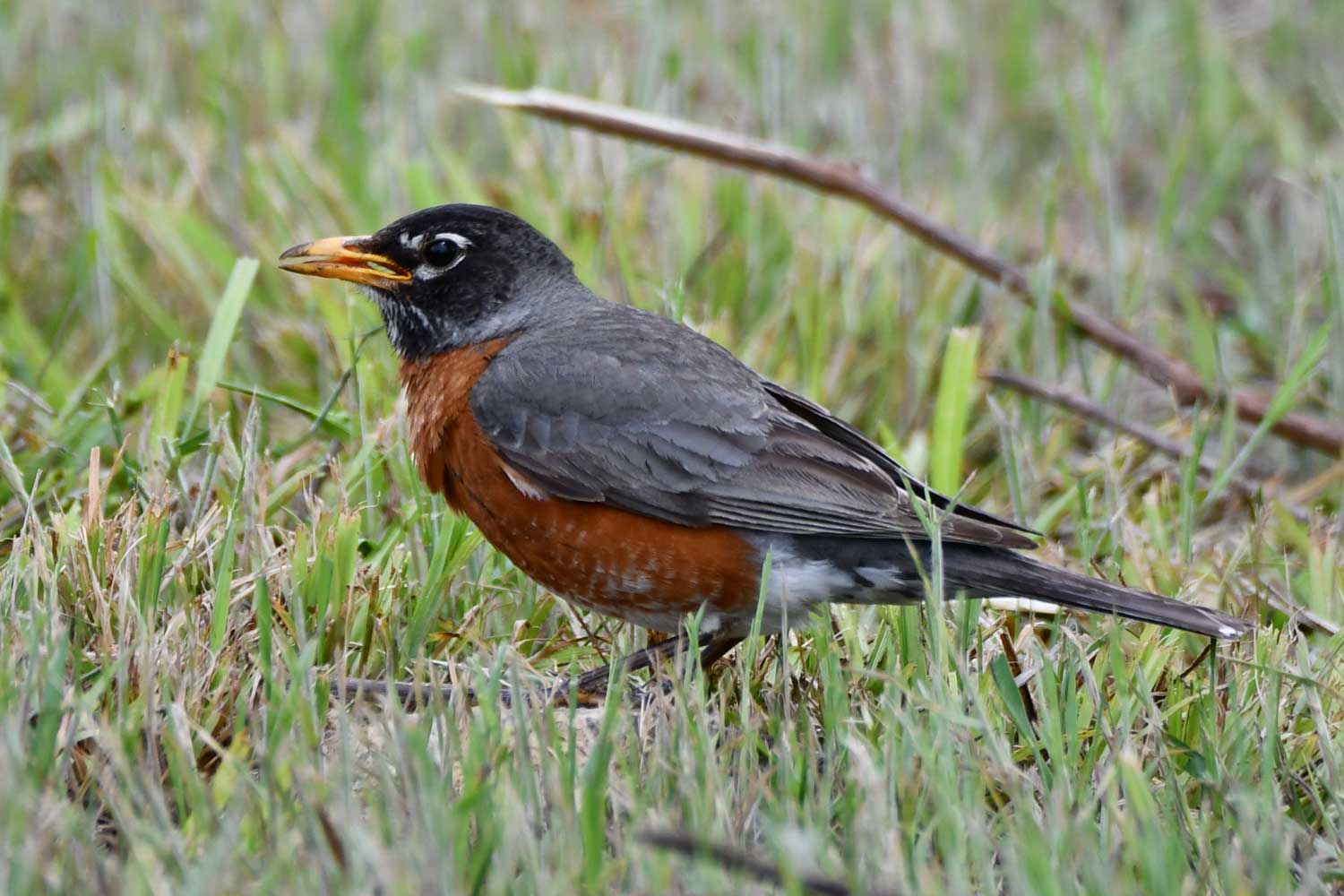 American robin standing in grasses.