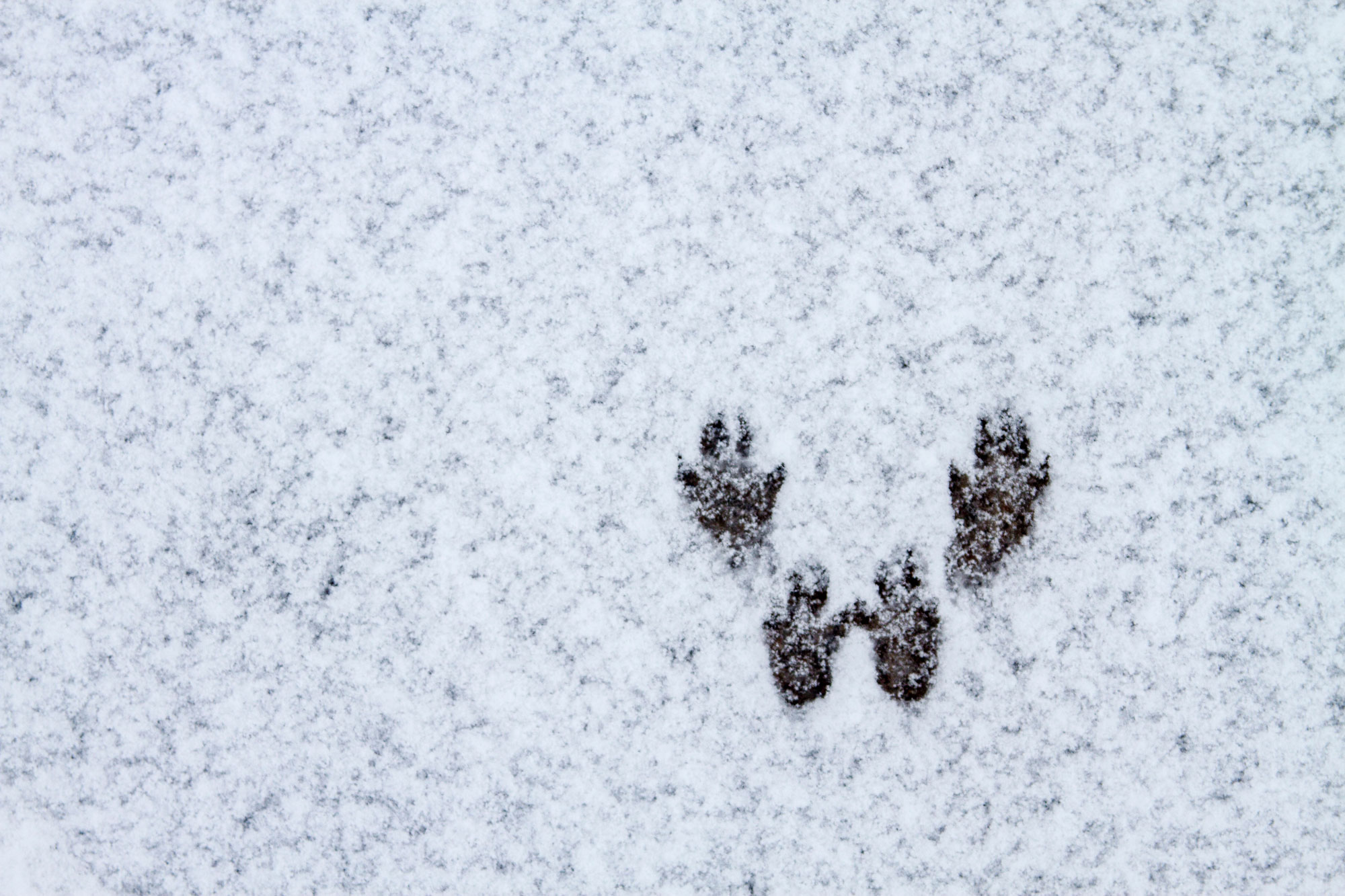 Рисунок следы на снегу зайца
