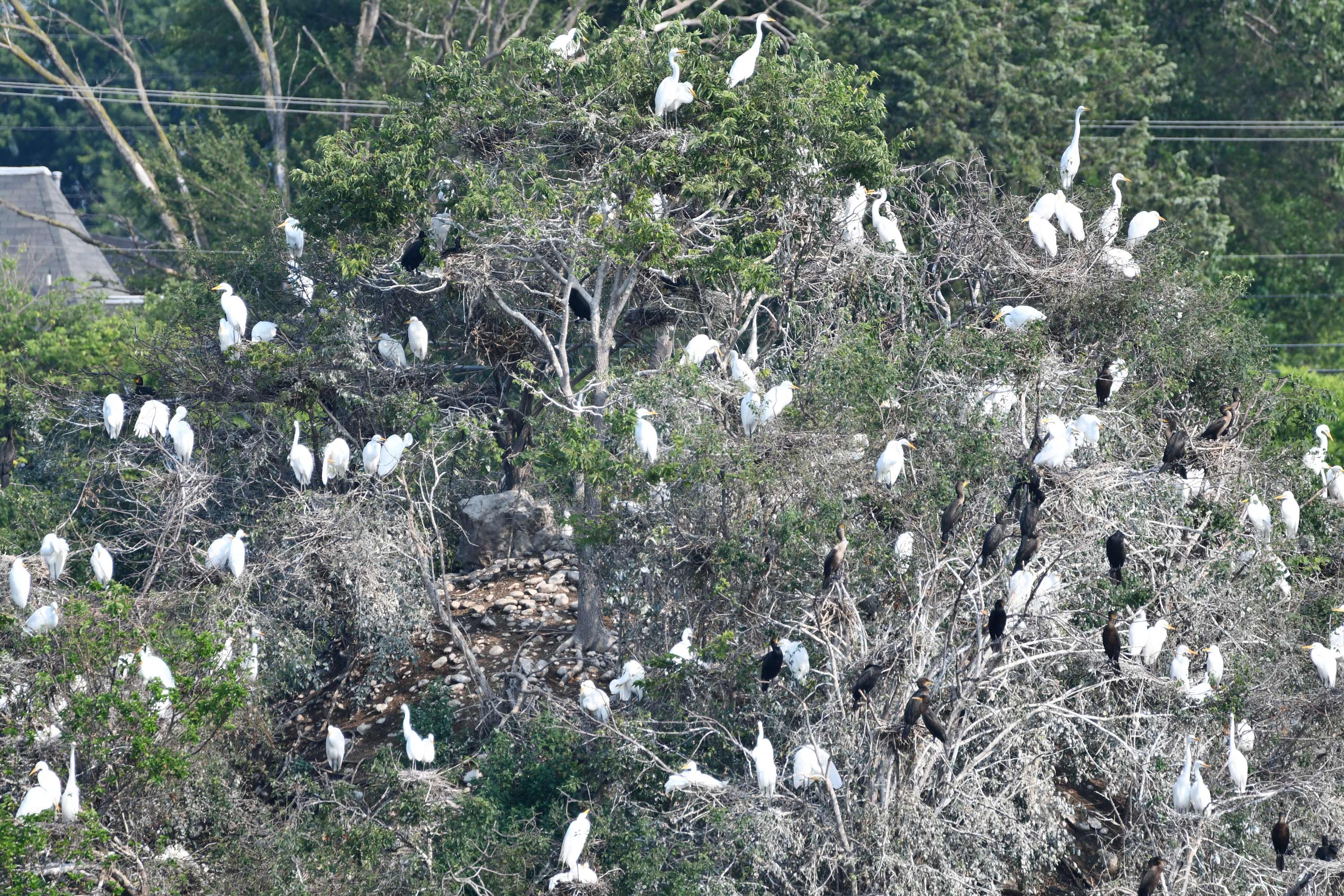 Egrets and cormorants in nests.