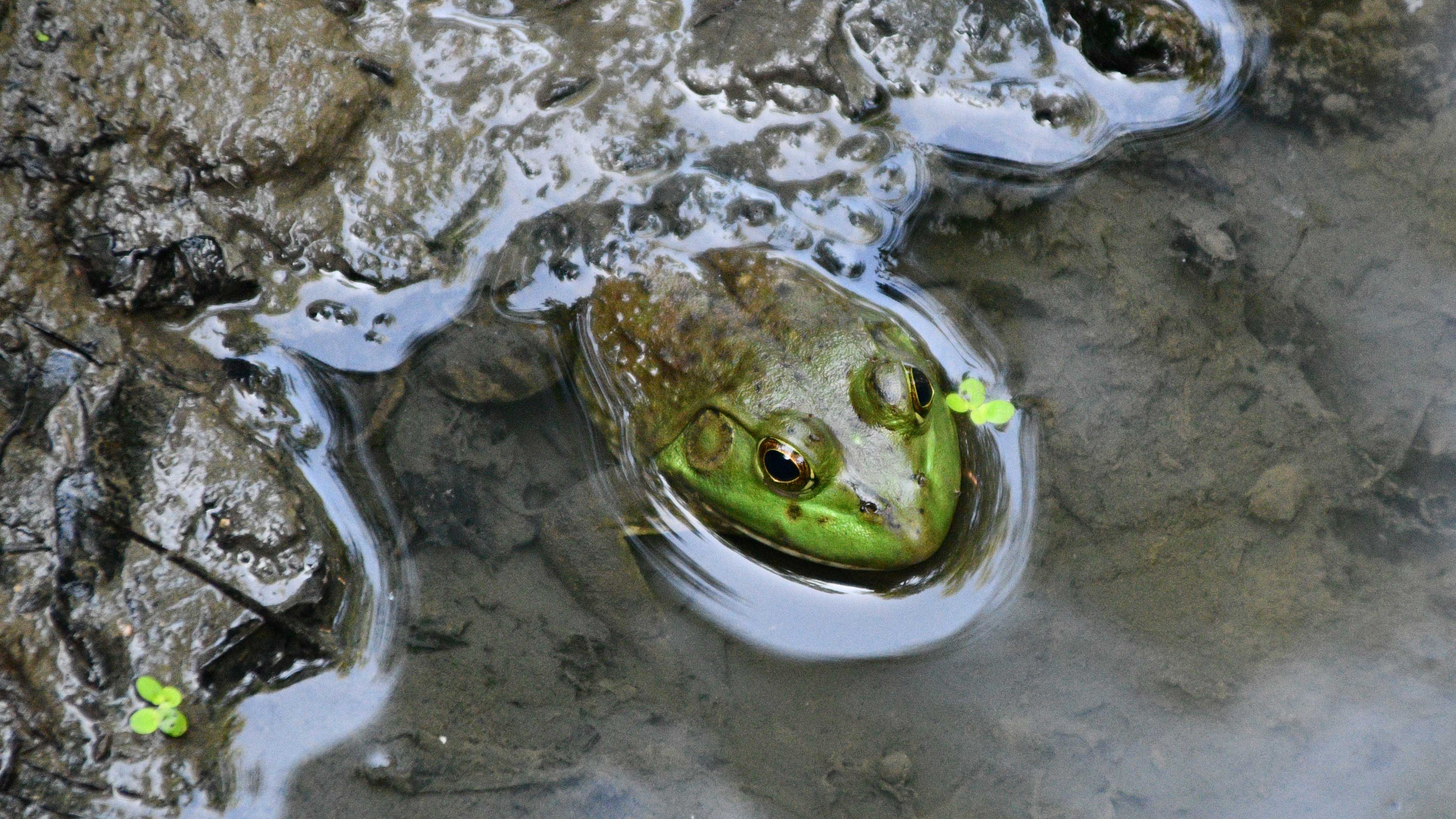 A bullfrog poking its head out of the water.