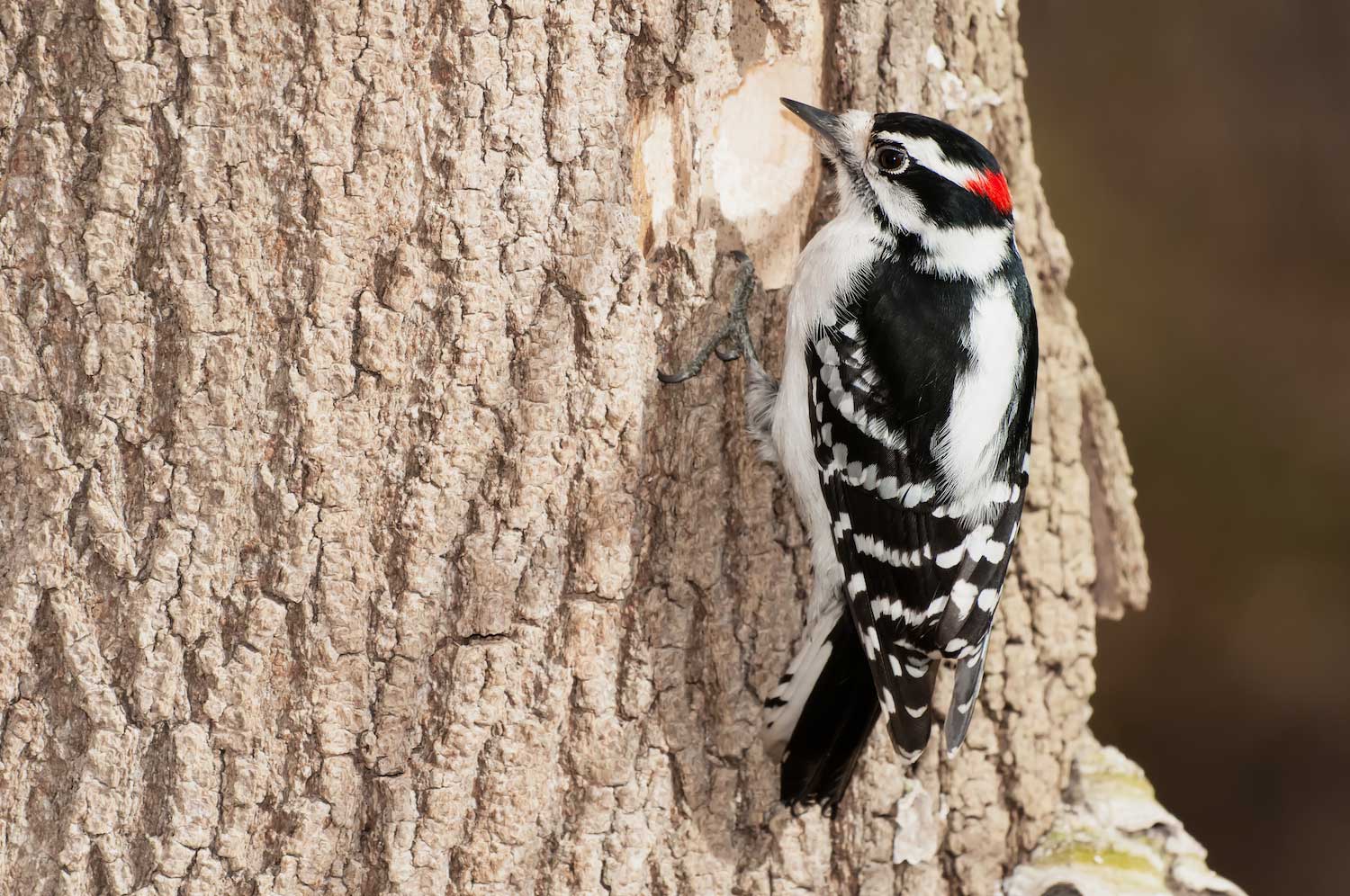 A downy woodpecker perched on a tree trunk with a spot visible where they have cleared the bark.