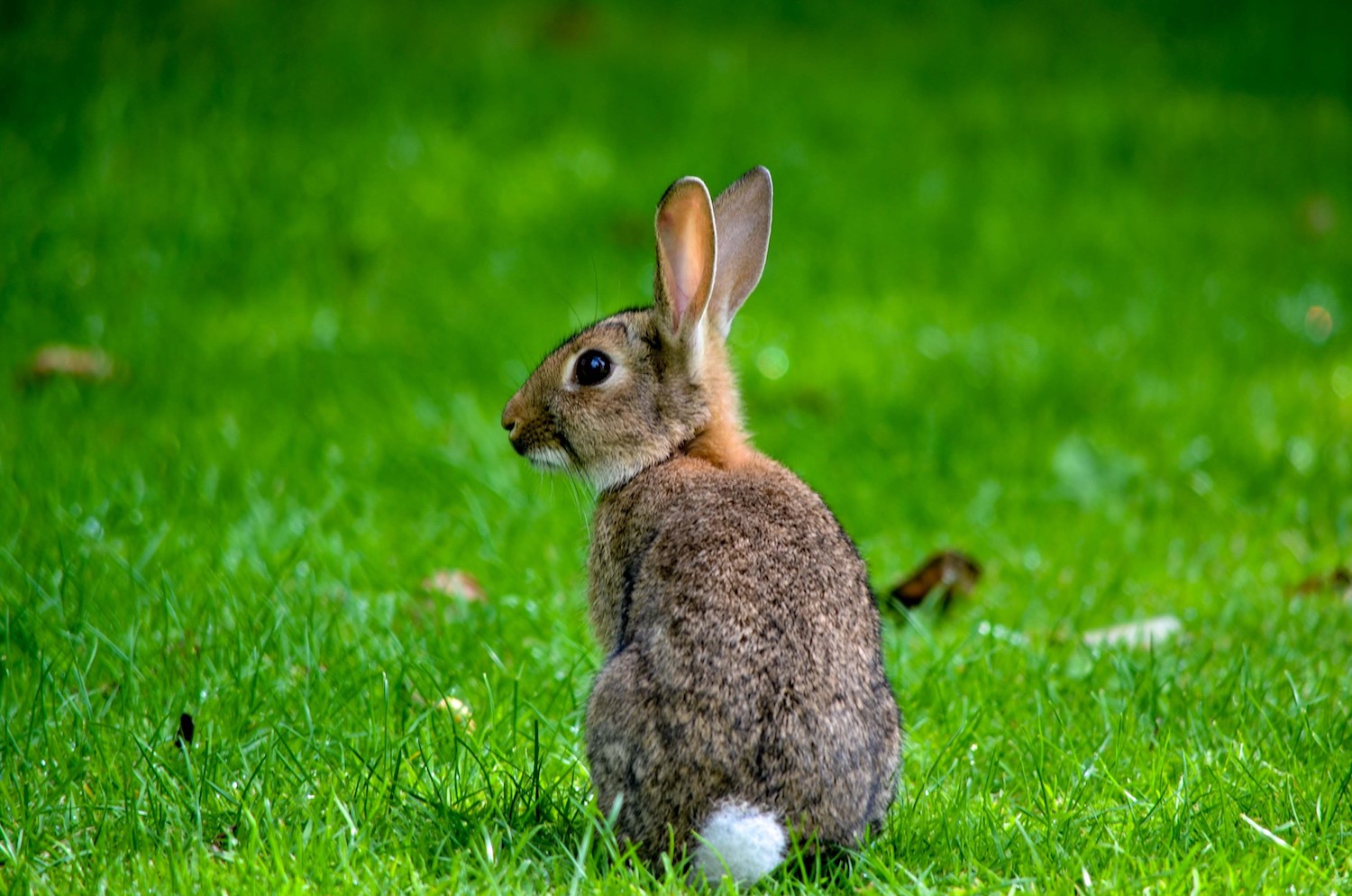 living nature rabbit