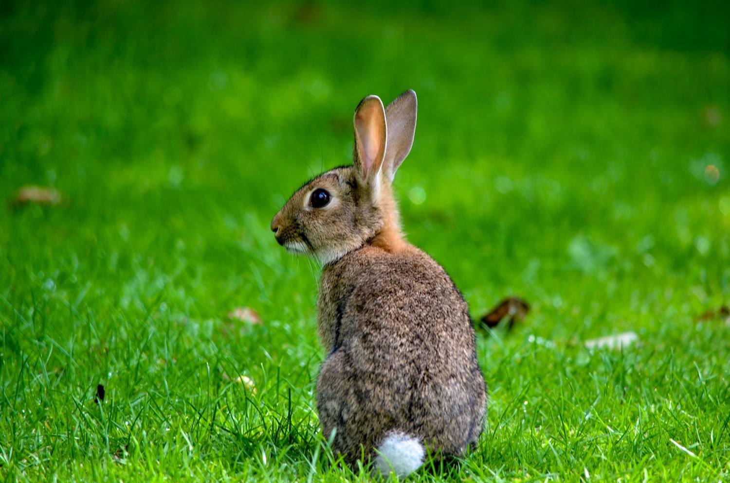 A rabbit sitting in the grass.
