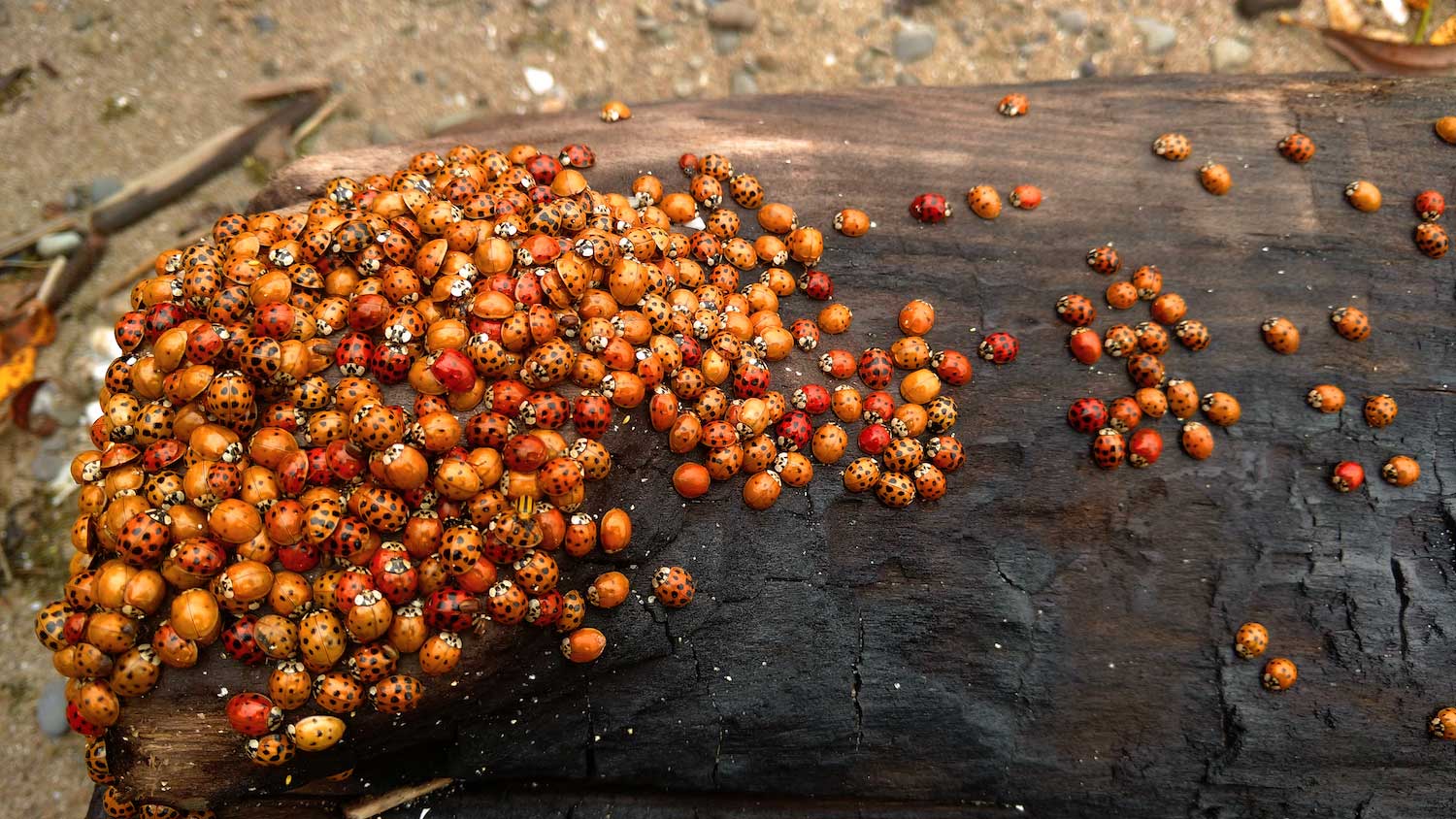 what-s-the-difference-ladybug-vs-lady-beetle-forest-preserve