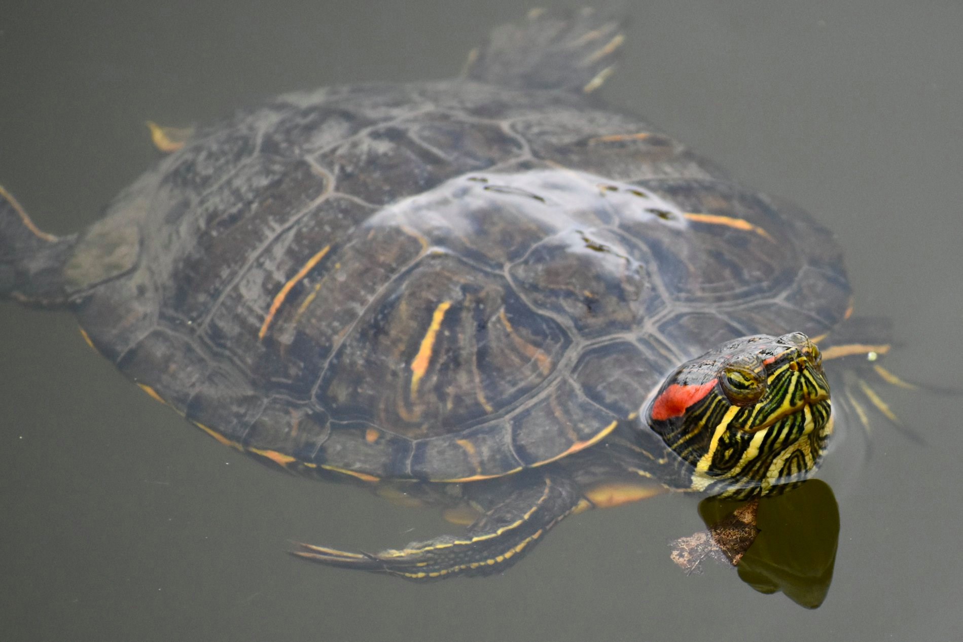 A red-eared slider poking out of the water.