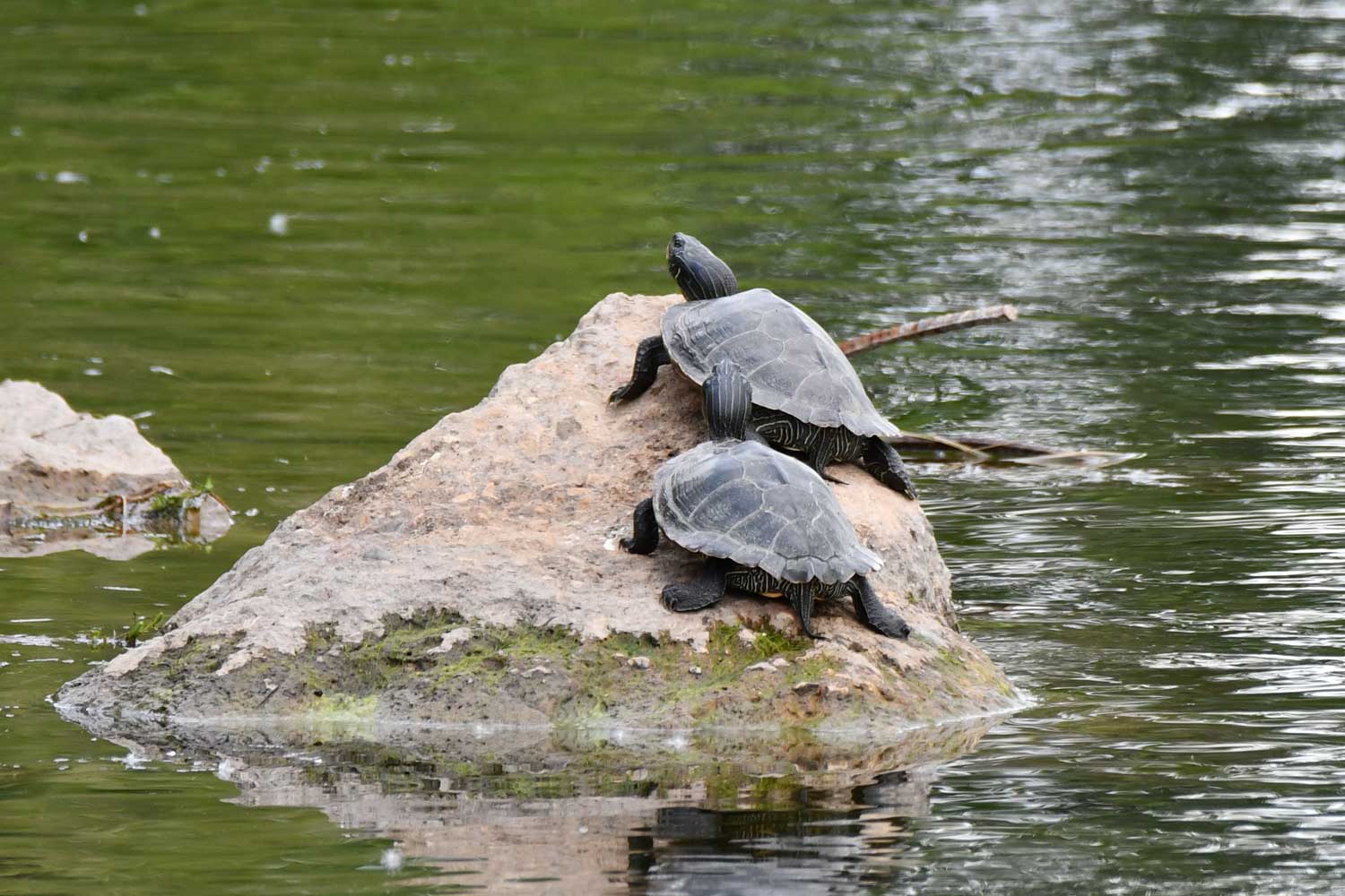 Northern map turtles sitting on a rock in the water.