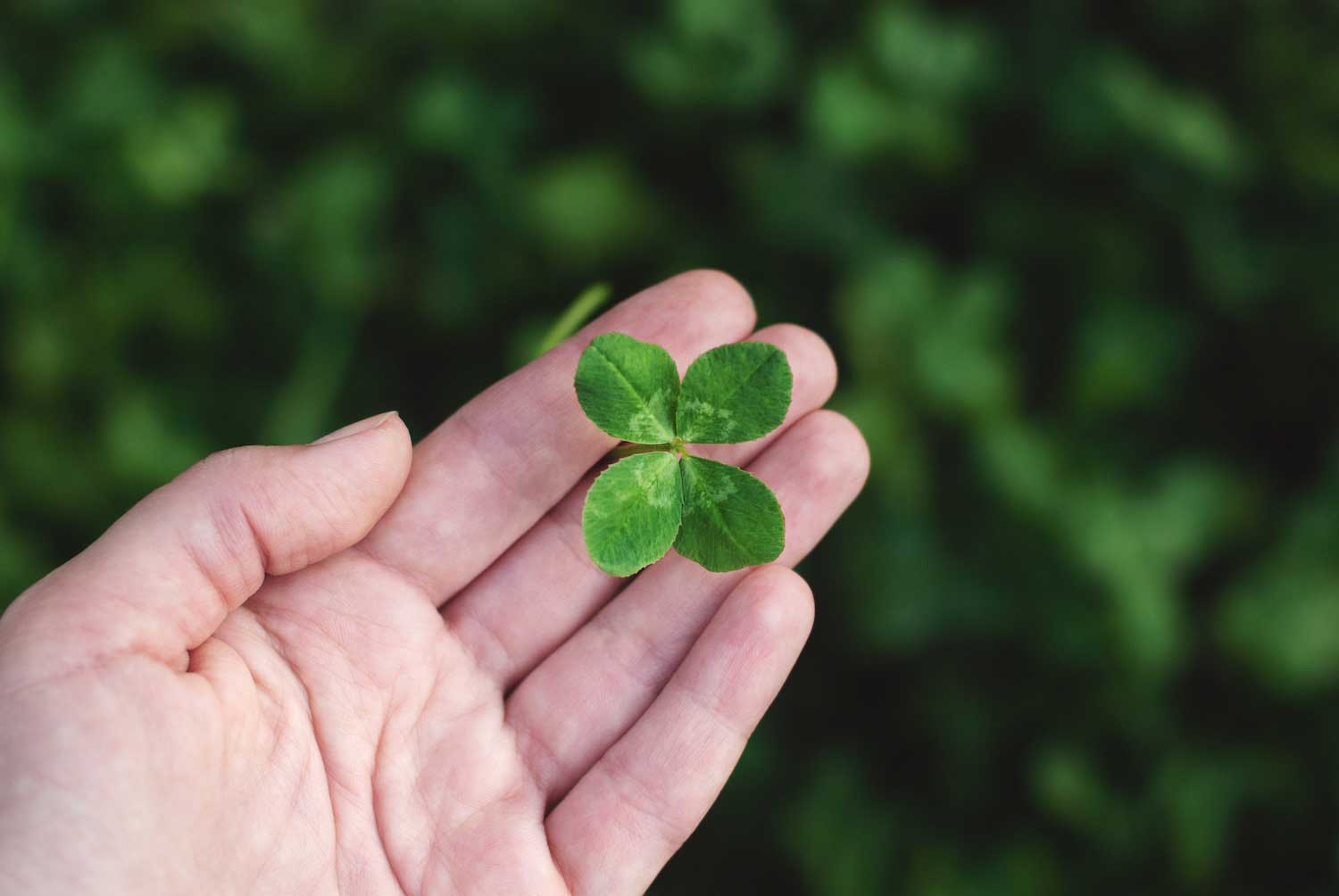 A four-leaf clover being held between two fingers on an open palm.