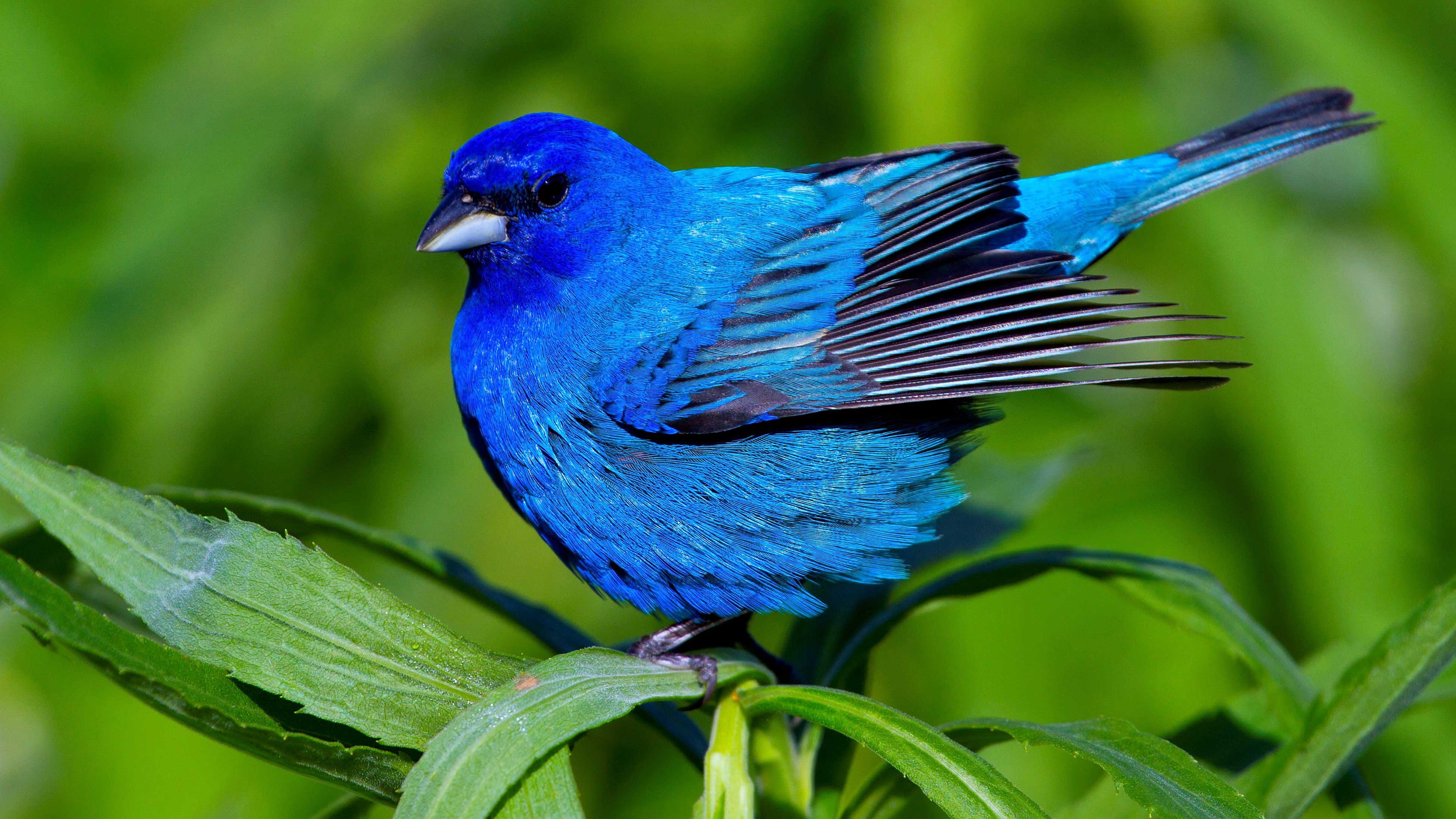 An indigo bunting on a leaf.