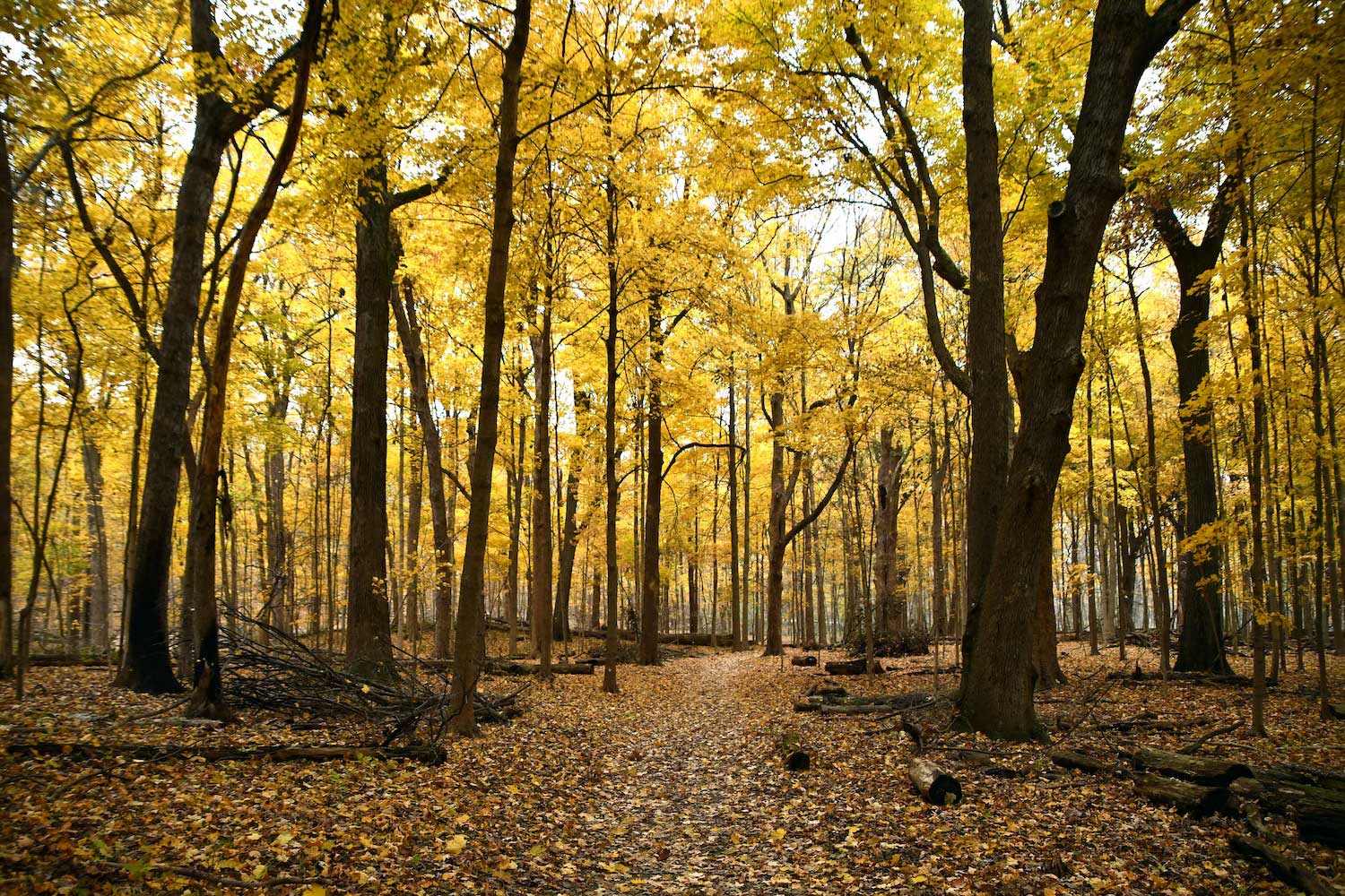 A dirt trail cutting through a forest displaying a canopy of yellow.