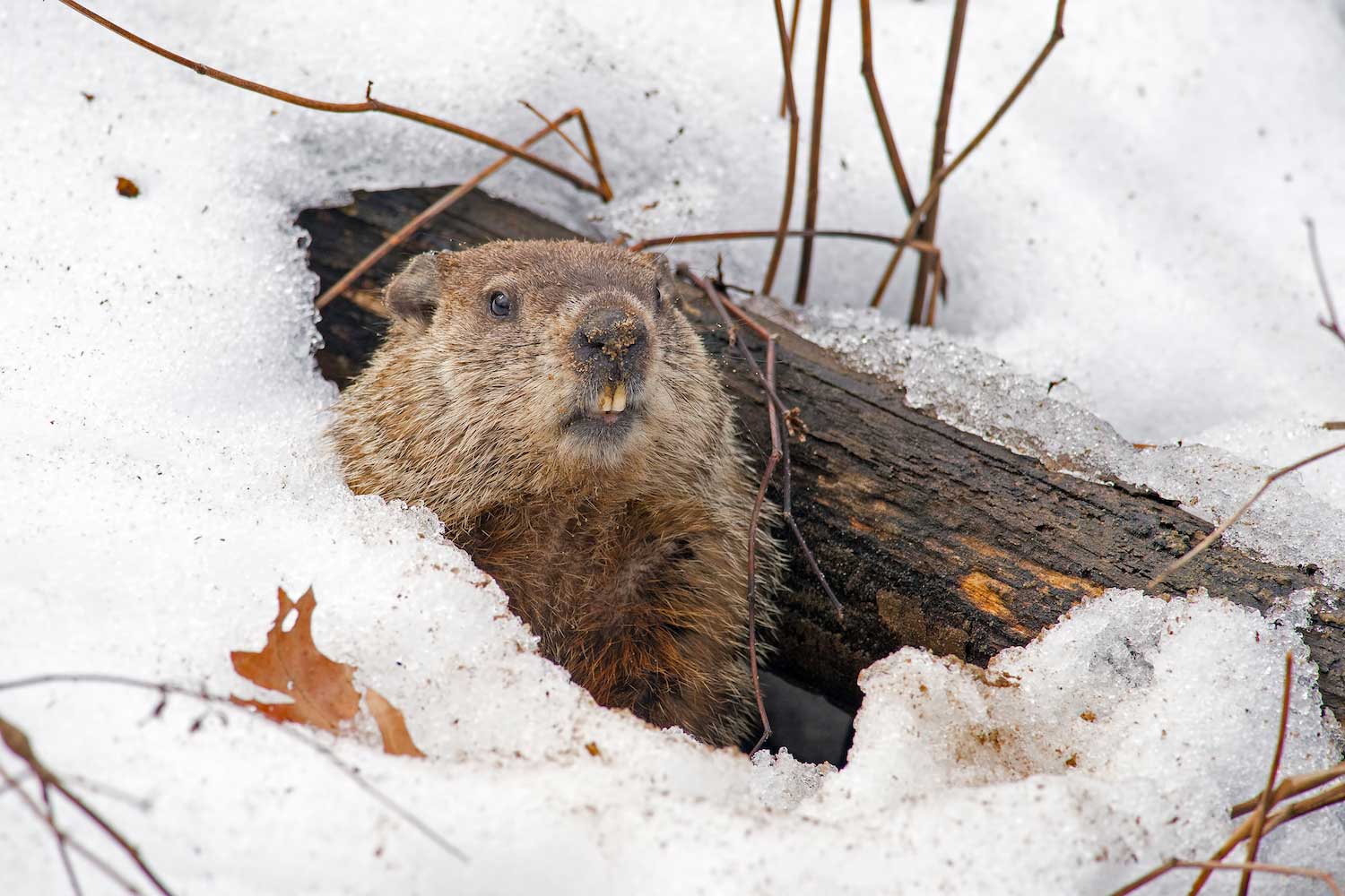 Virtual Field Trip - Groundhogs Day - digital version