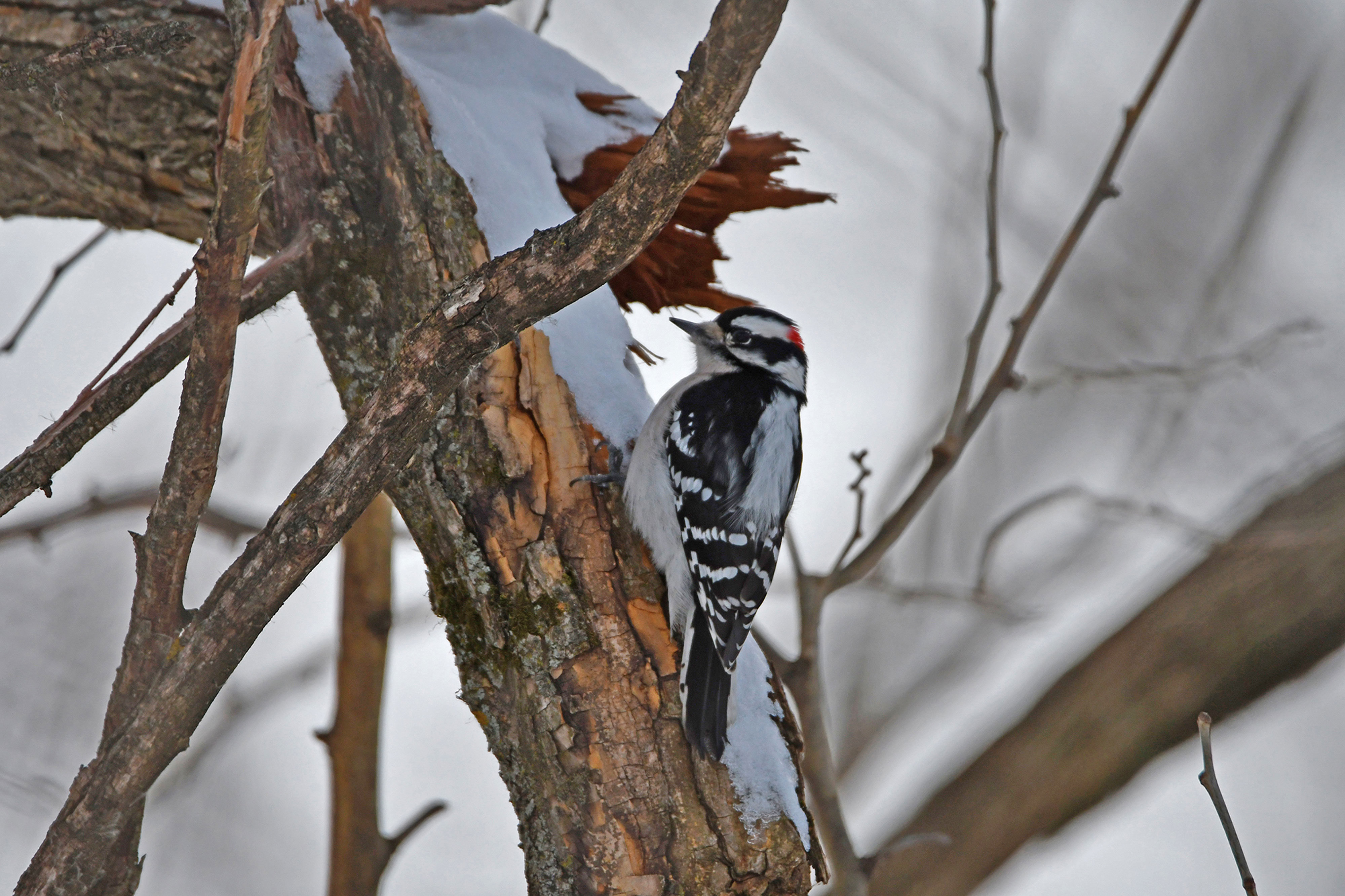 A downy woodpecker on tree bark.