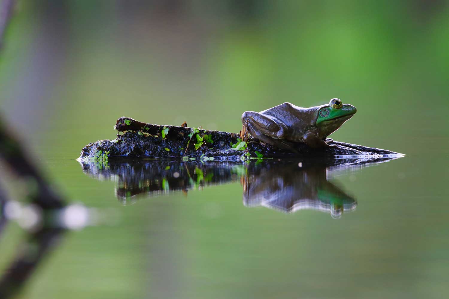 A bullfrog on a log in the water.