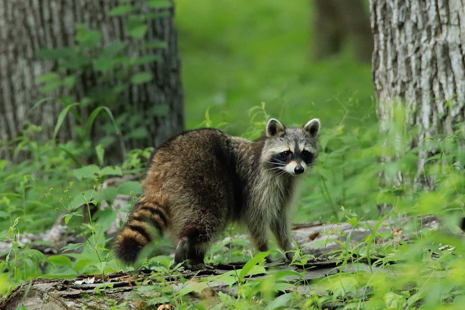 Raccoon standing on a downed tree.